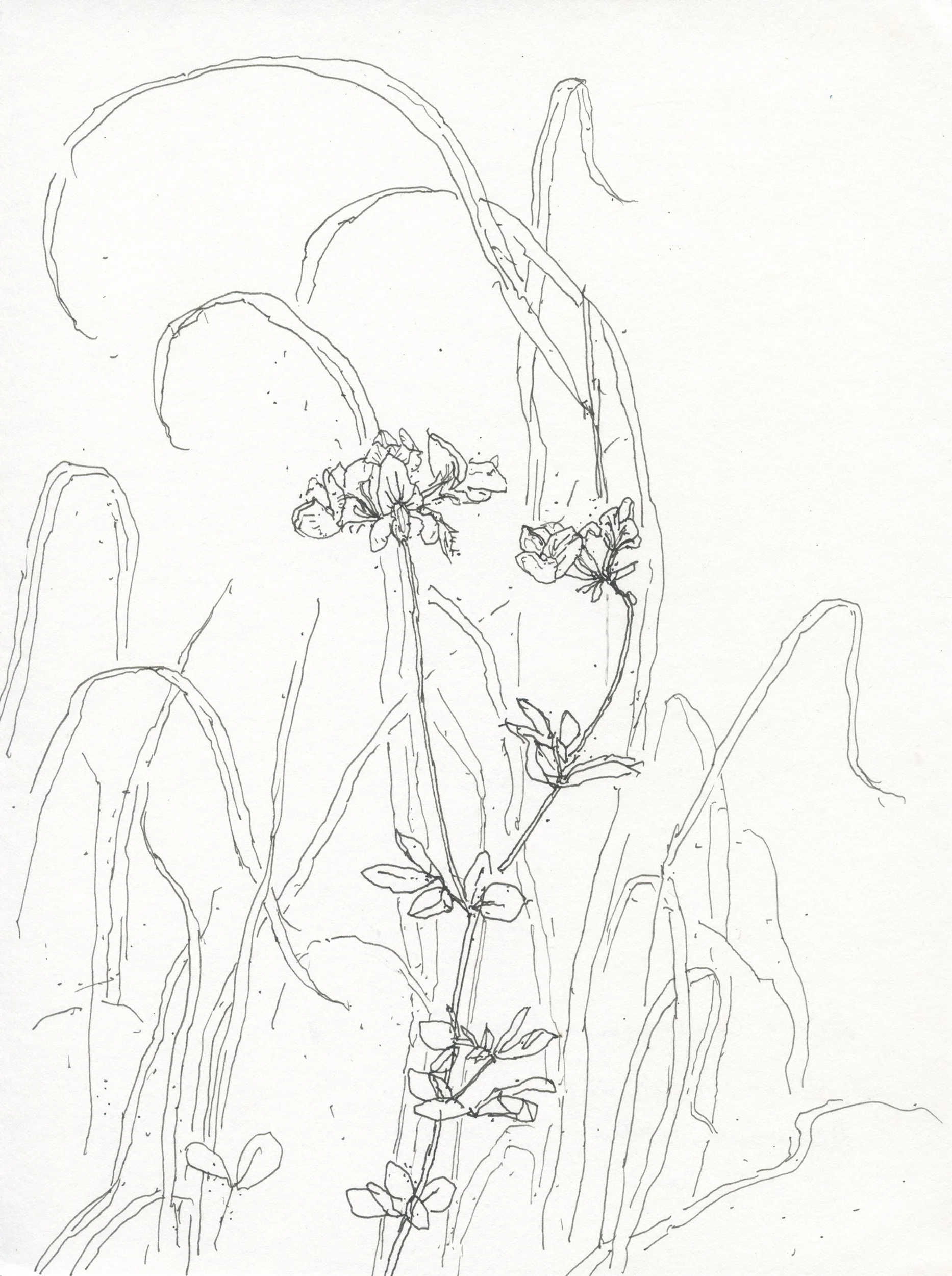 2Meadow Vetchling web.jpg