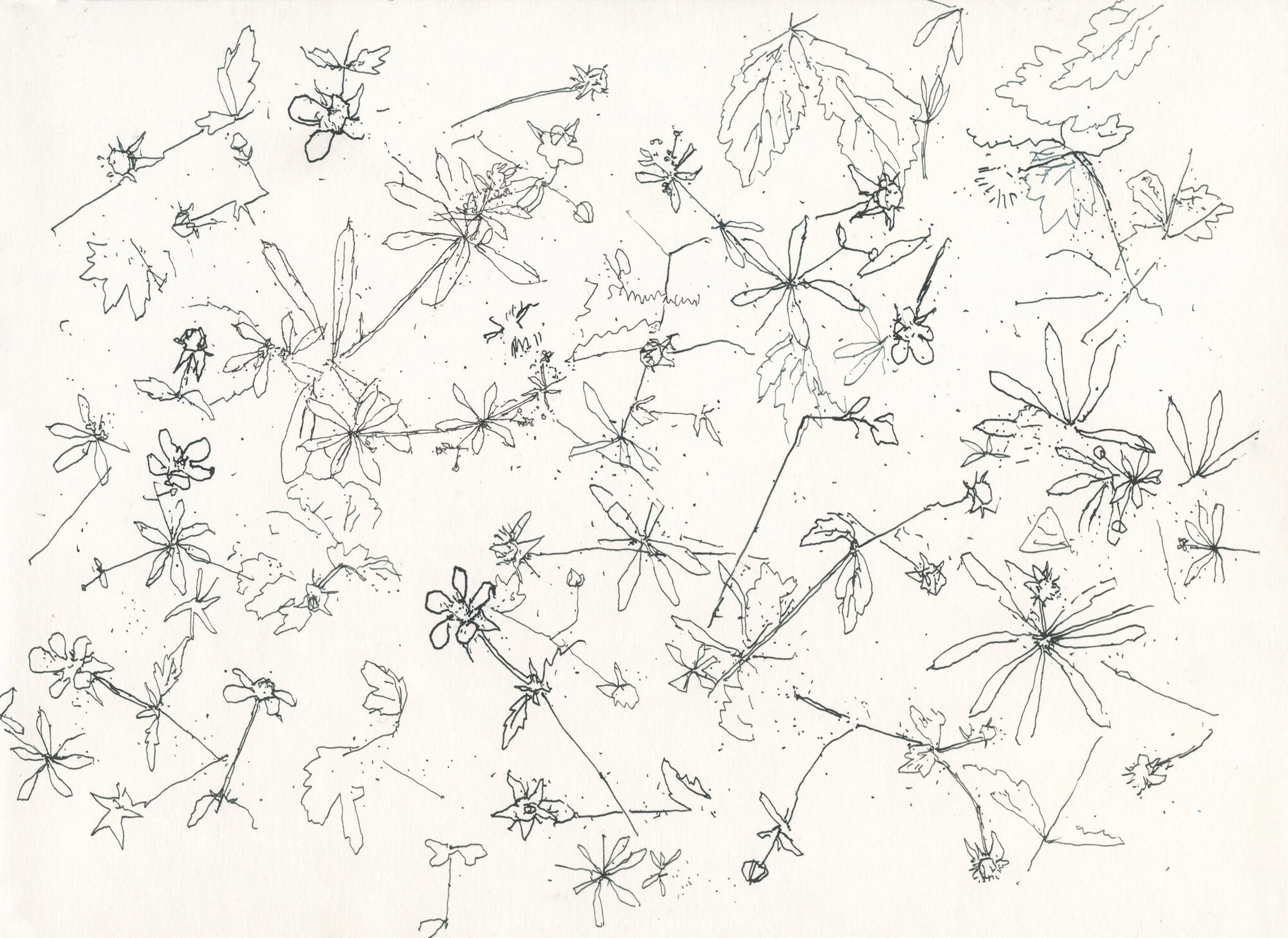 Wood Avens web.jpg