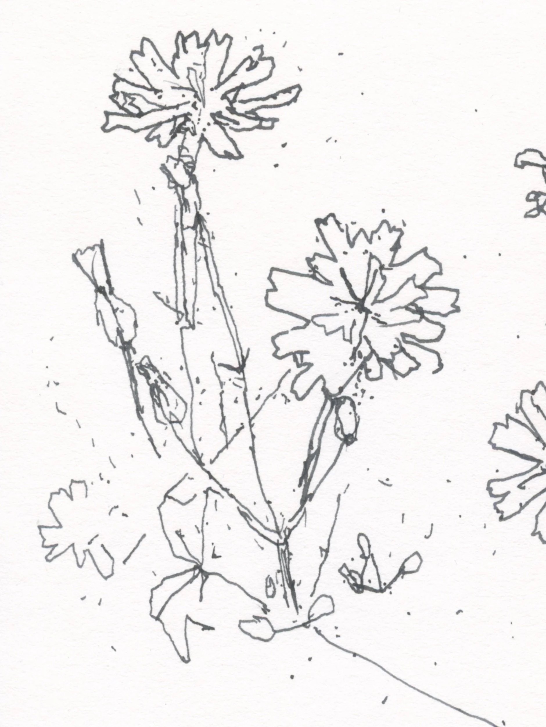 4Nipplewort web D.jpg
