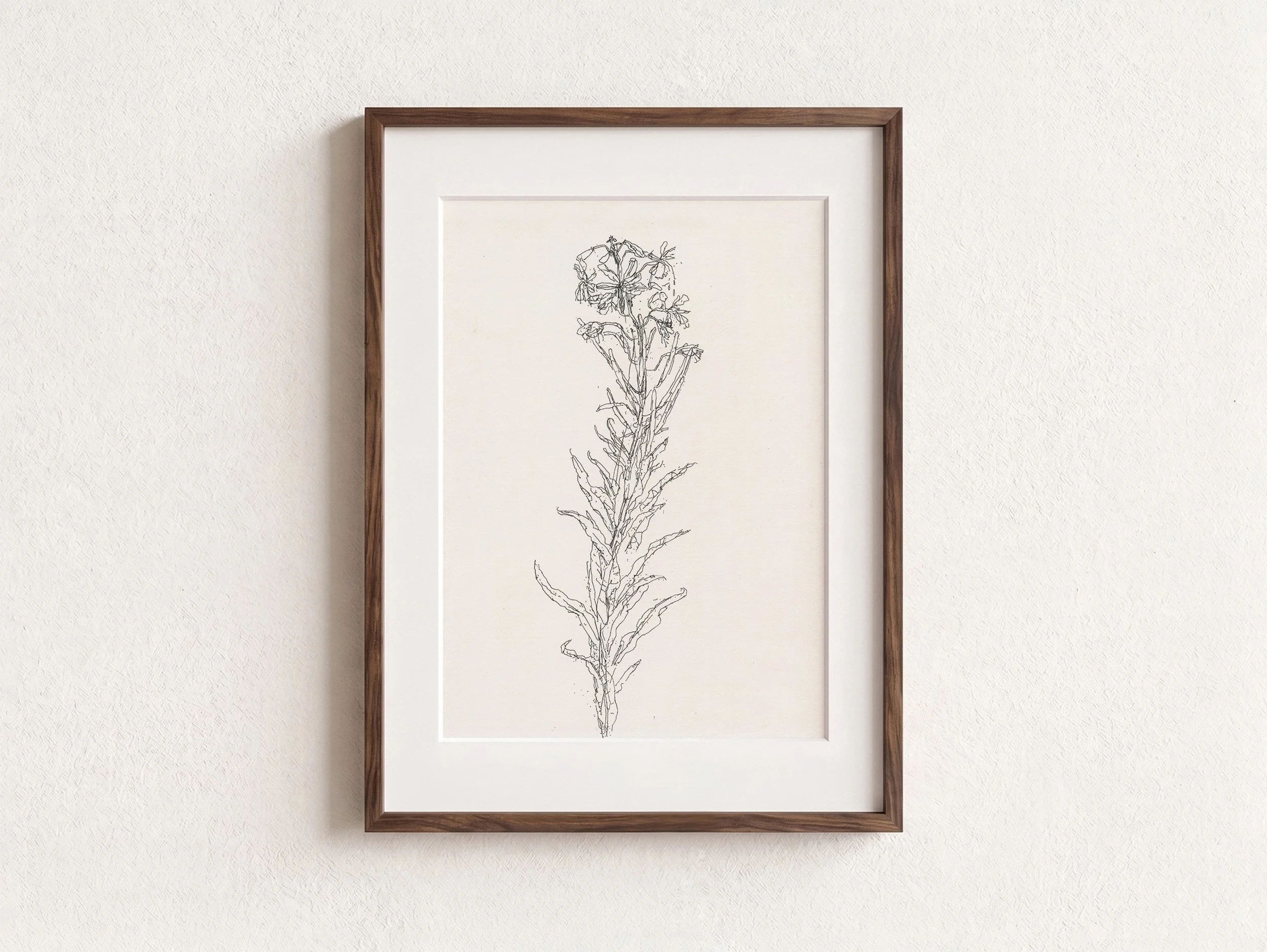 1Rosebay Willowherb web F.jpg