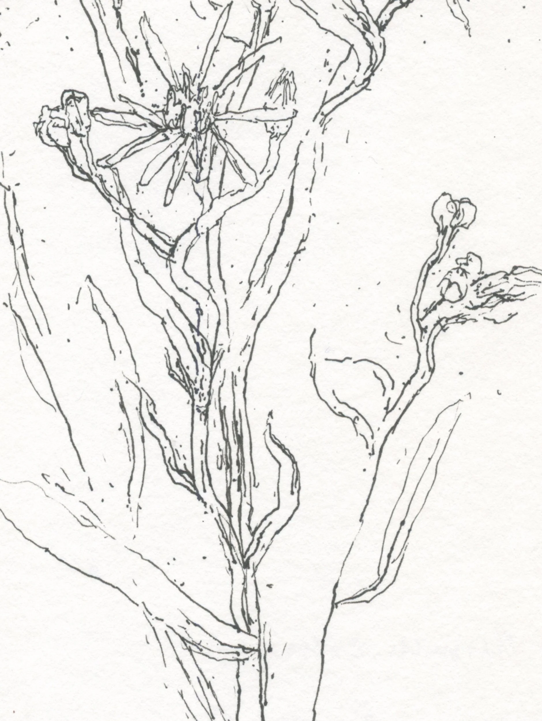 2Sea Aster web D2.jpg