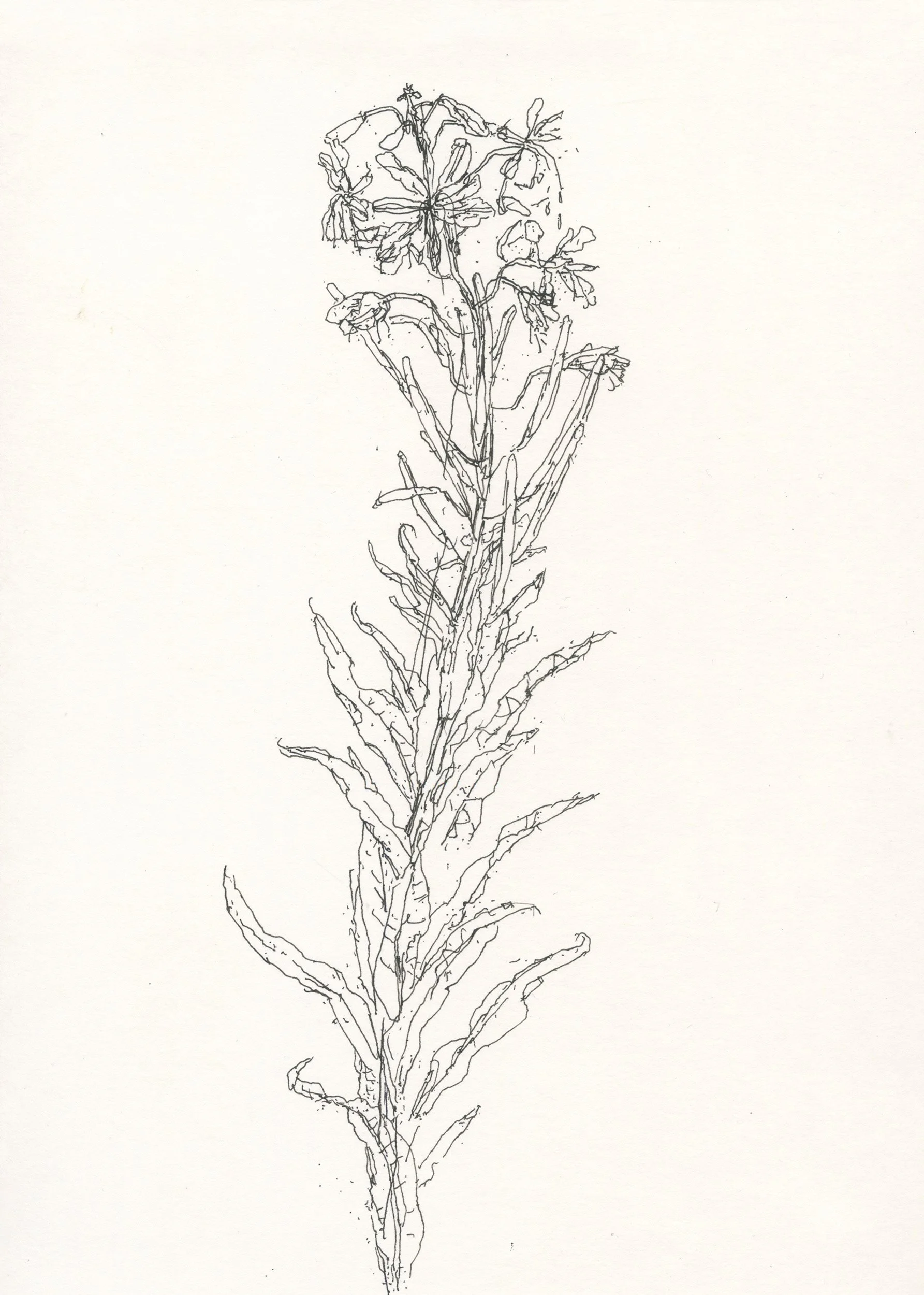 1Rosebay Willowherb web.jpg
