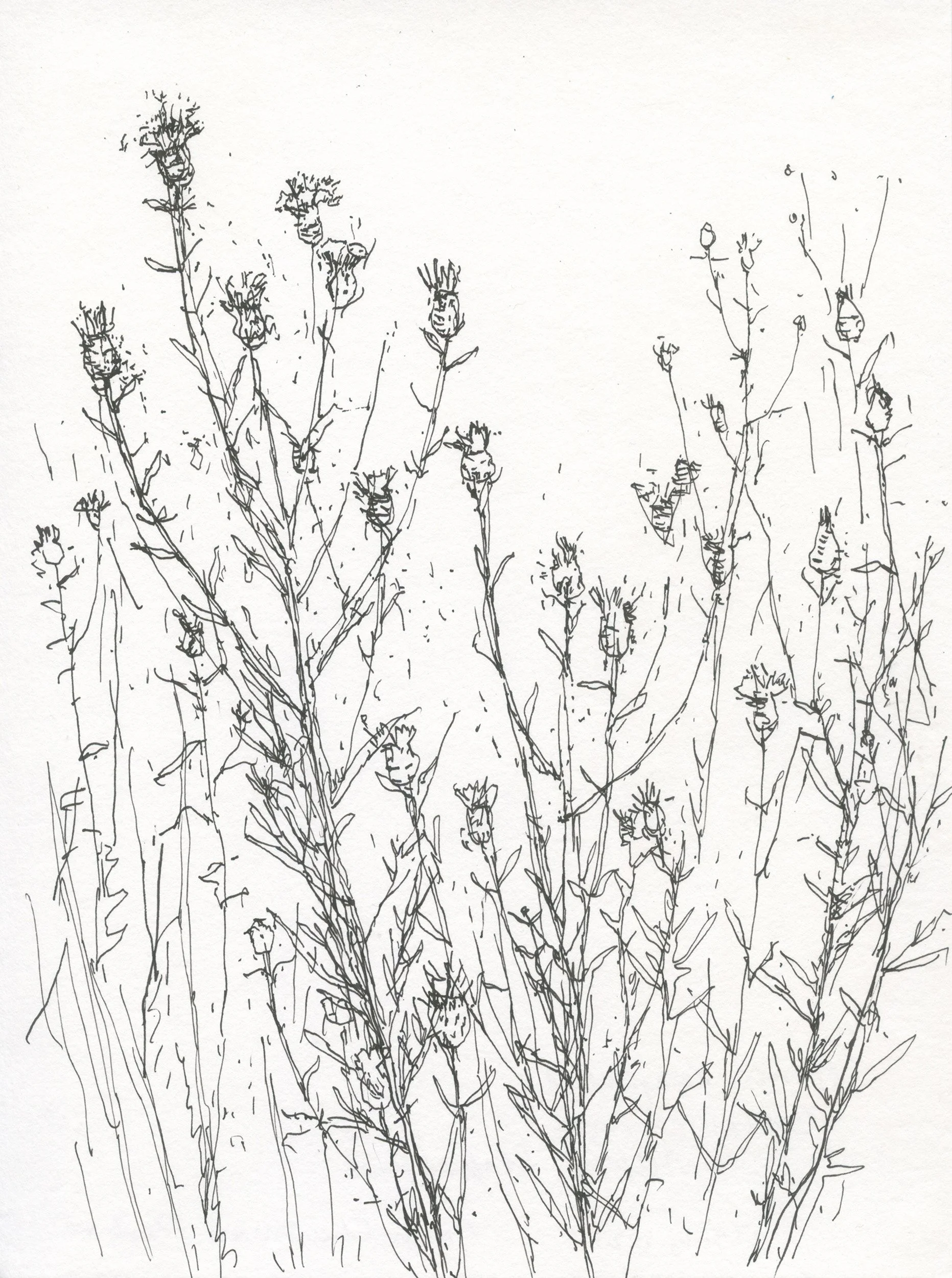 2Knapweed web.jpg