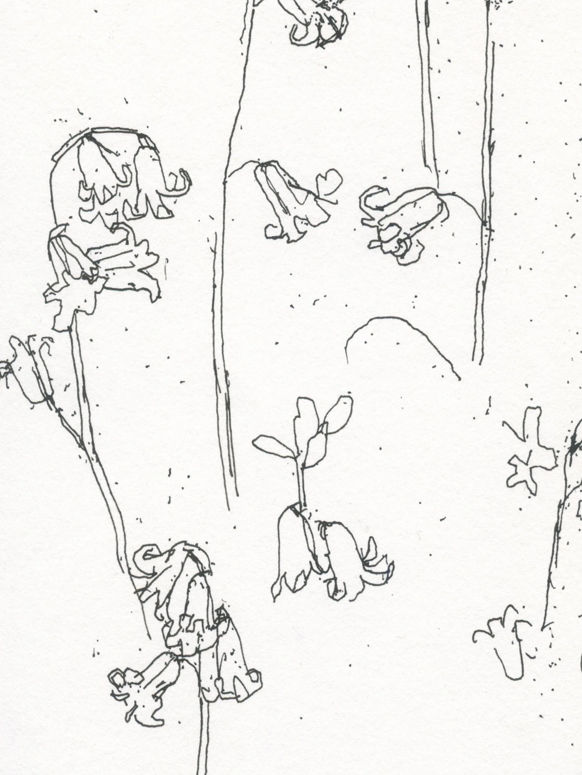 2First Spanish Bluebells web D.jpg