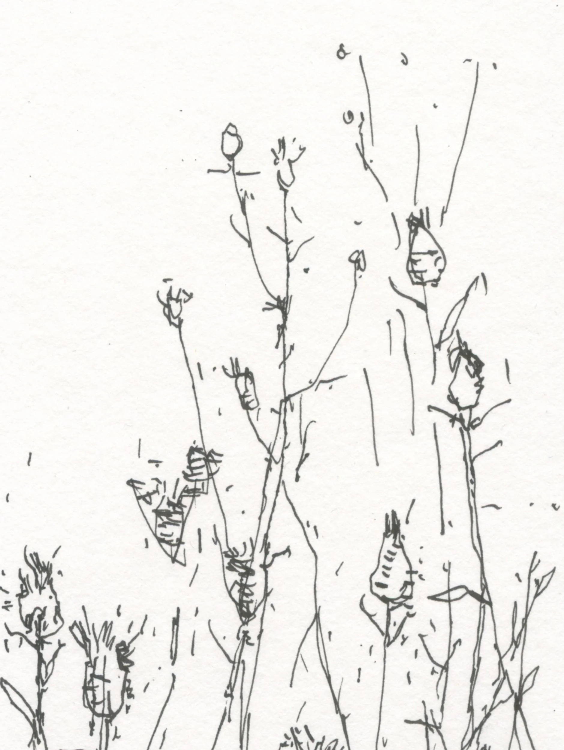2Knapweed web D2.jpg