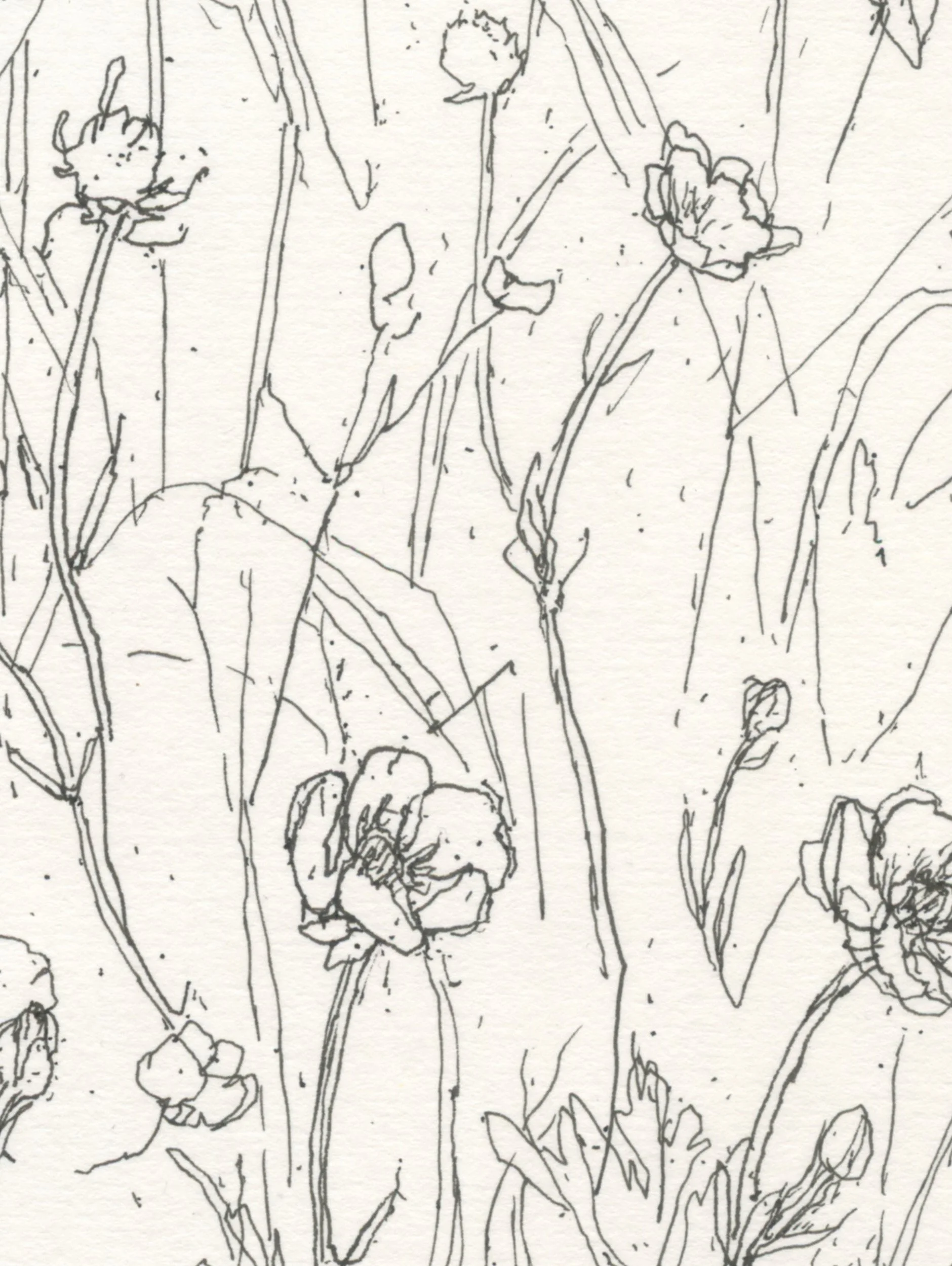 3Buttercup Field web D.jpg