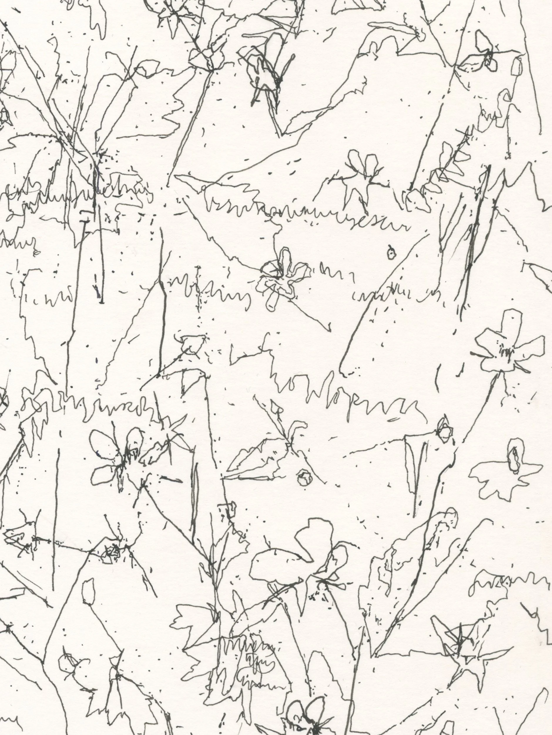 1Herb Bennet edge of wood web D.jpg