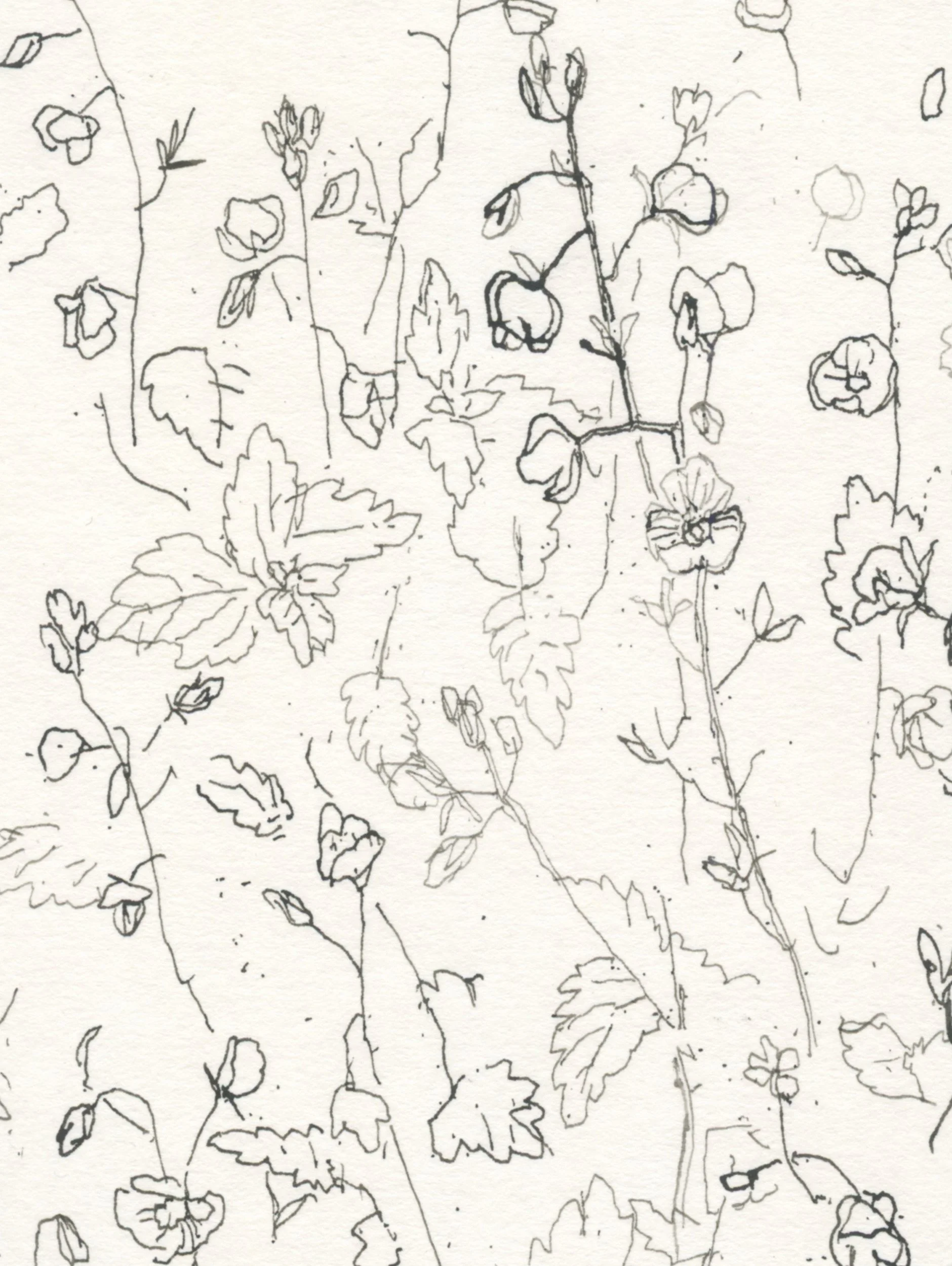 3Speedwell web D2.jpg