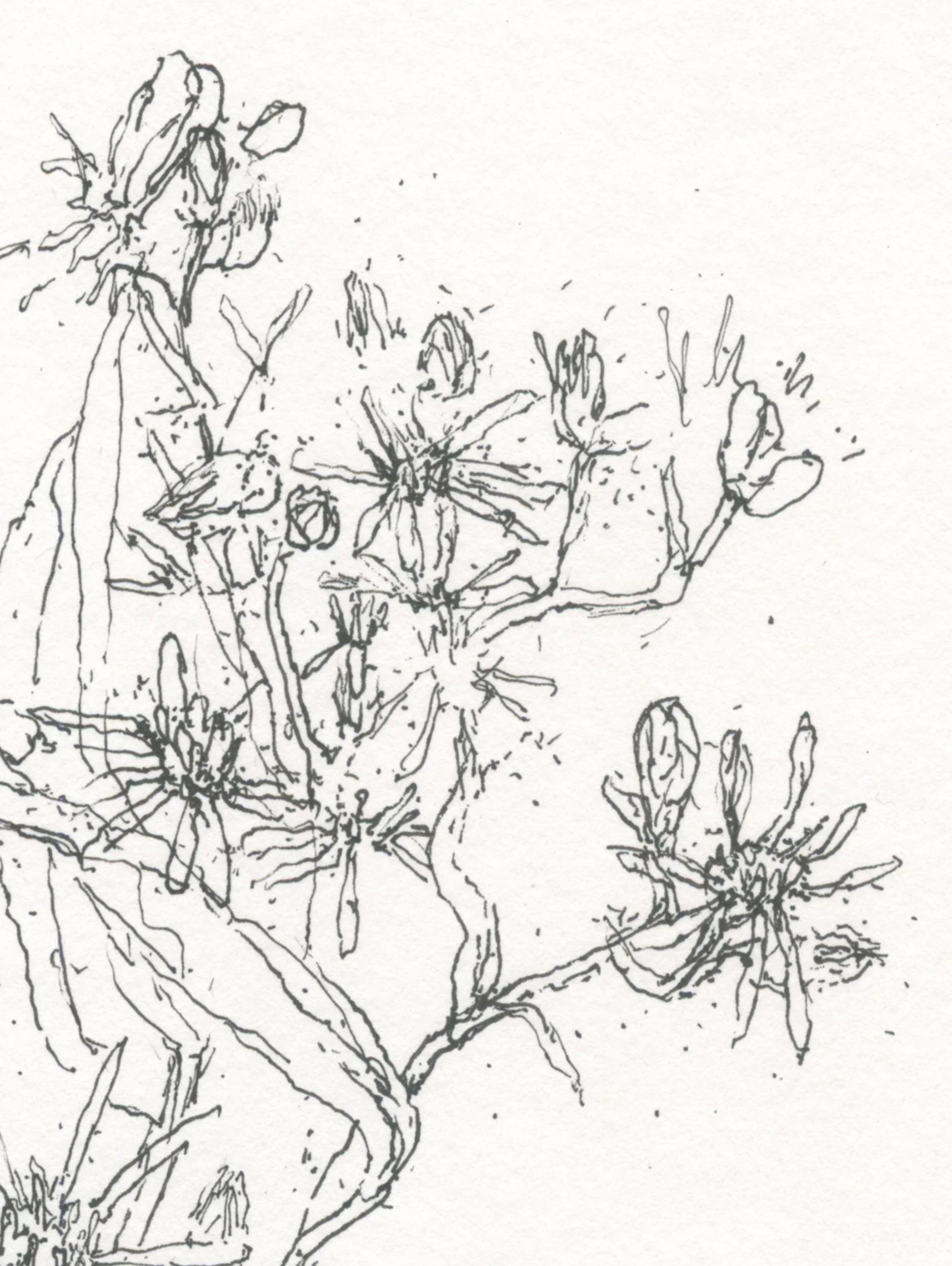 2Sea Aster web D.jpg