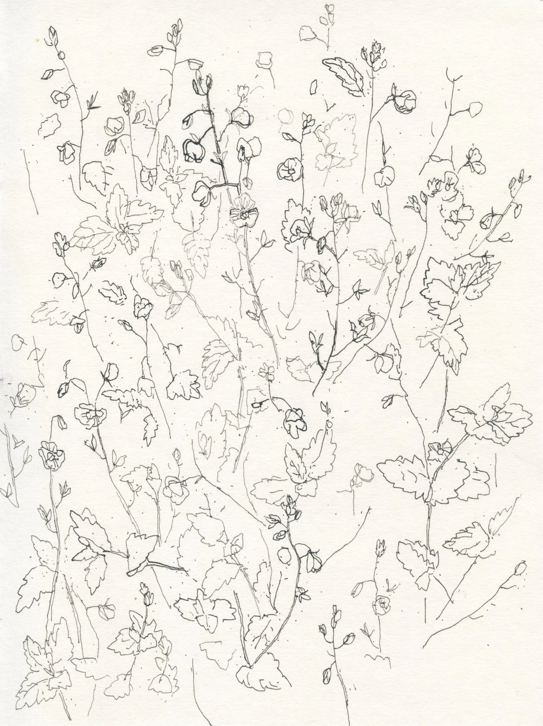 3Speedwell web.jpg
