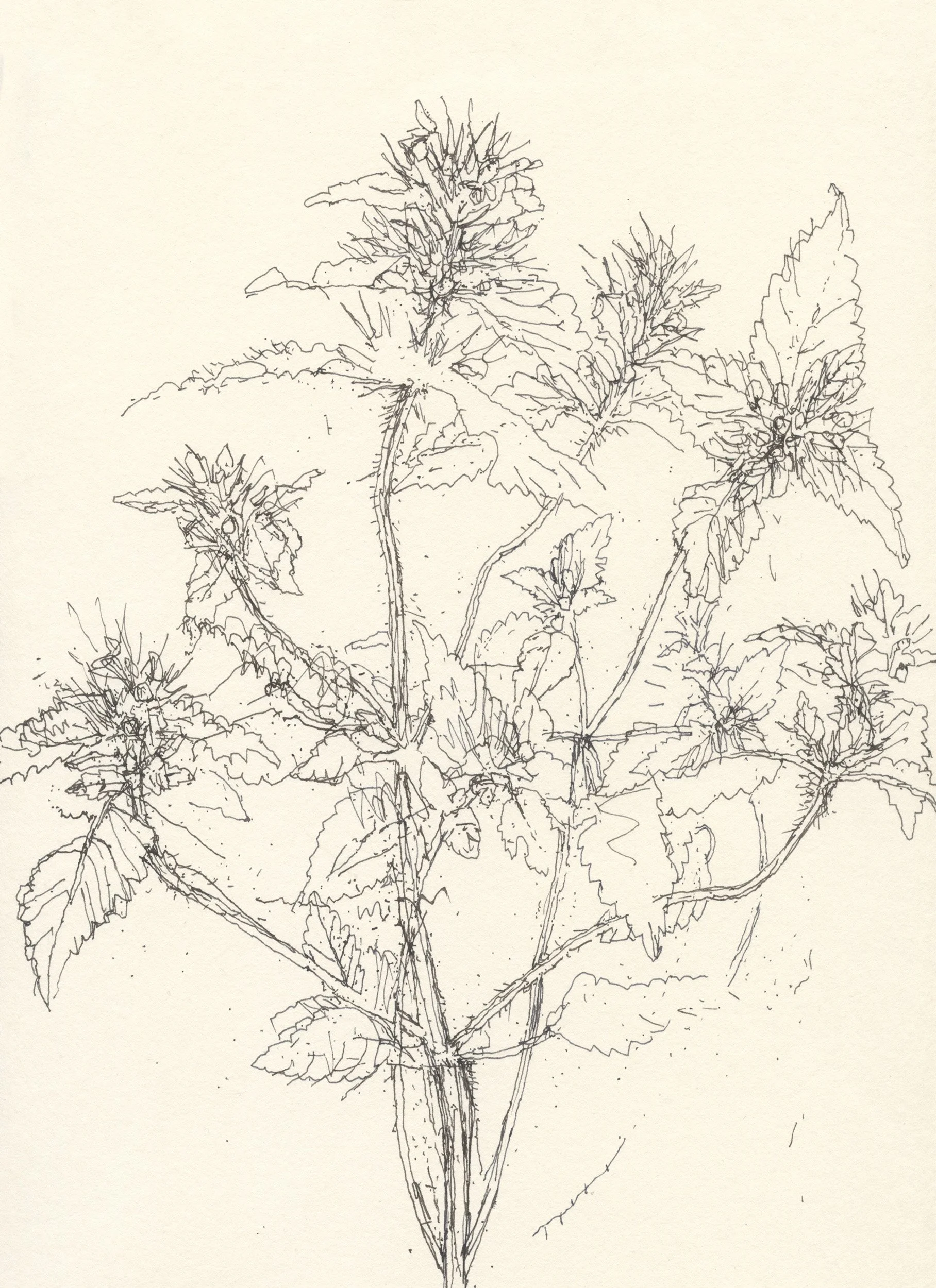 1Hemp Nettle web.jpg