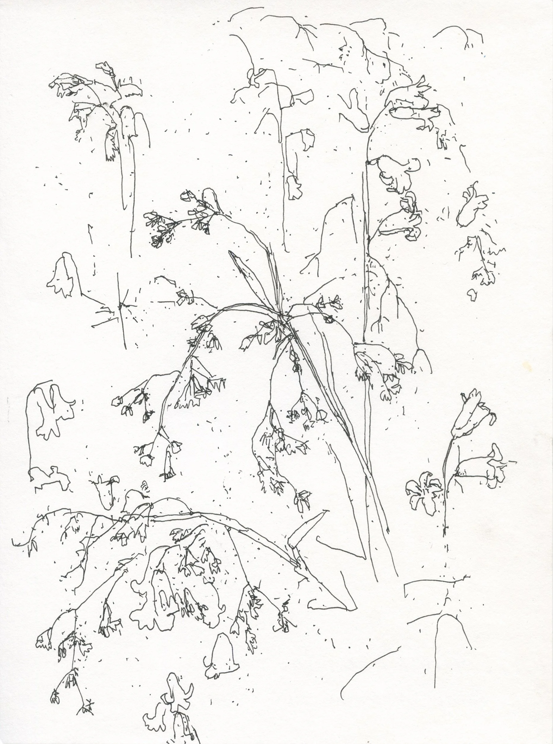 2Woodrush & Bluebells web.jpg