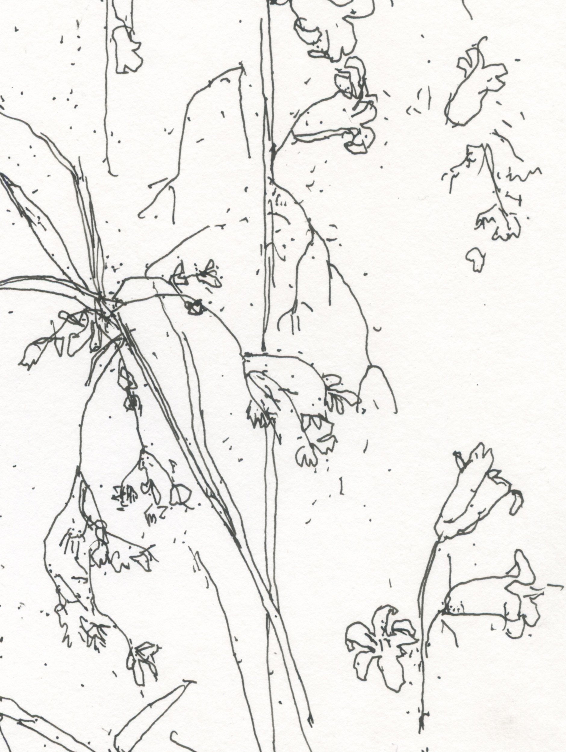 2Woodrush & Bluebells web D.jpg