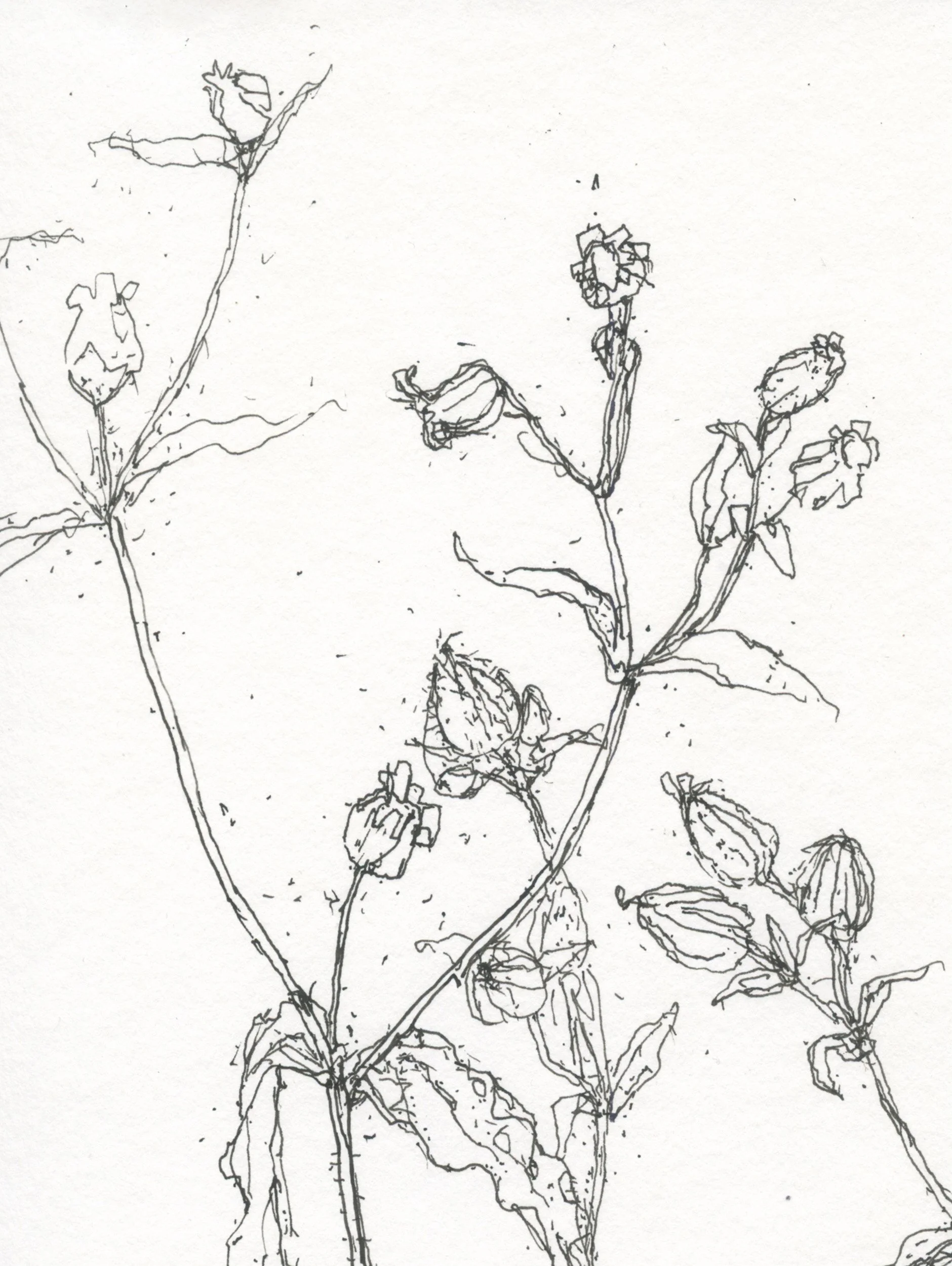 2Campion Seedheads_web D.jpg