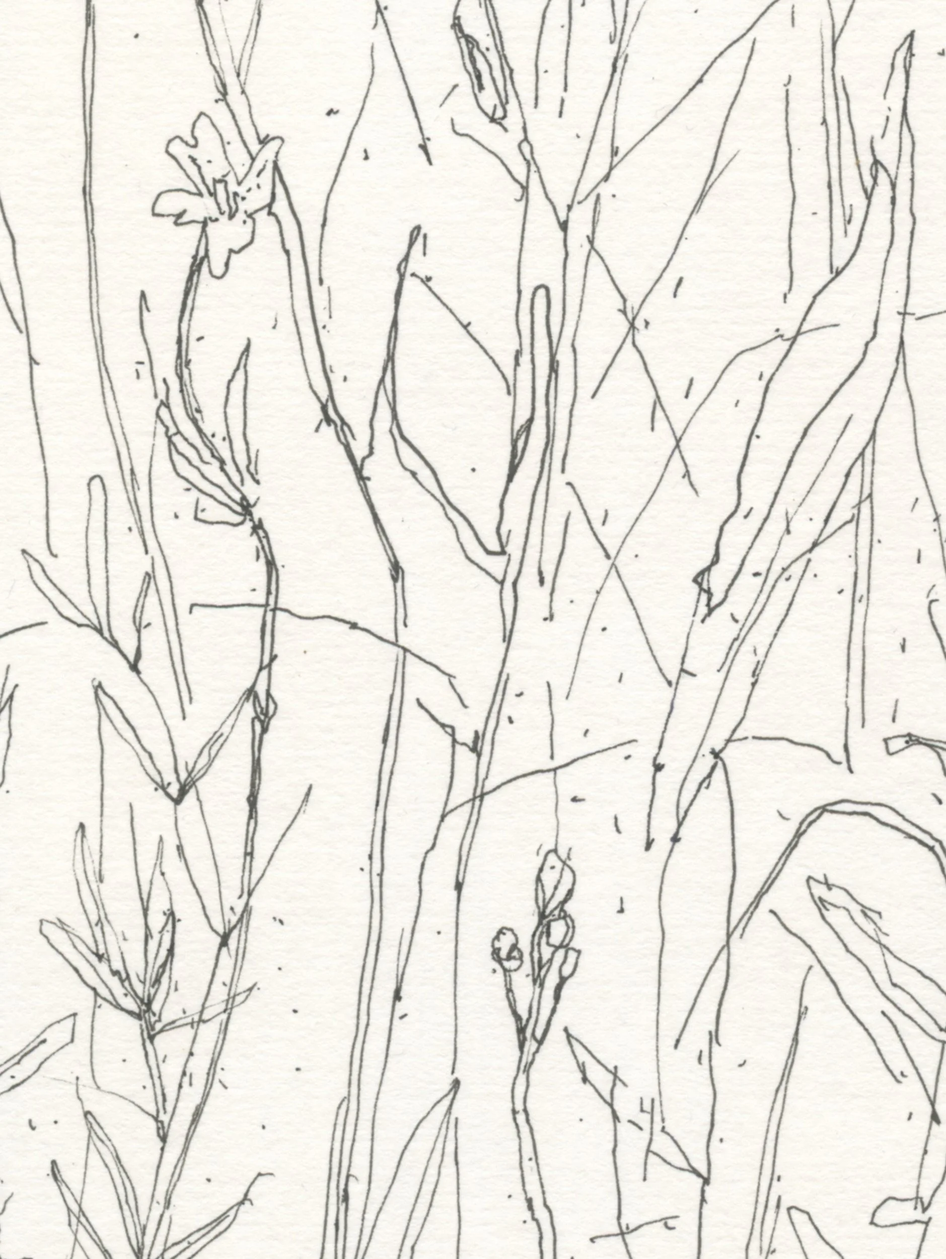 3Open Meadow Grass web D.jpg