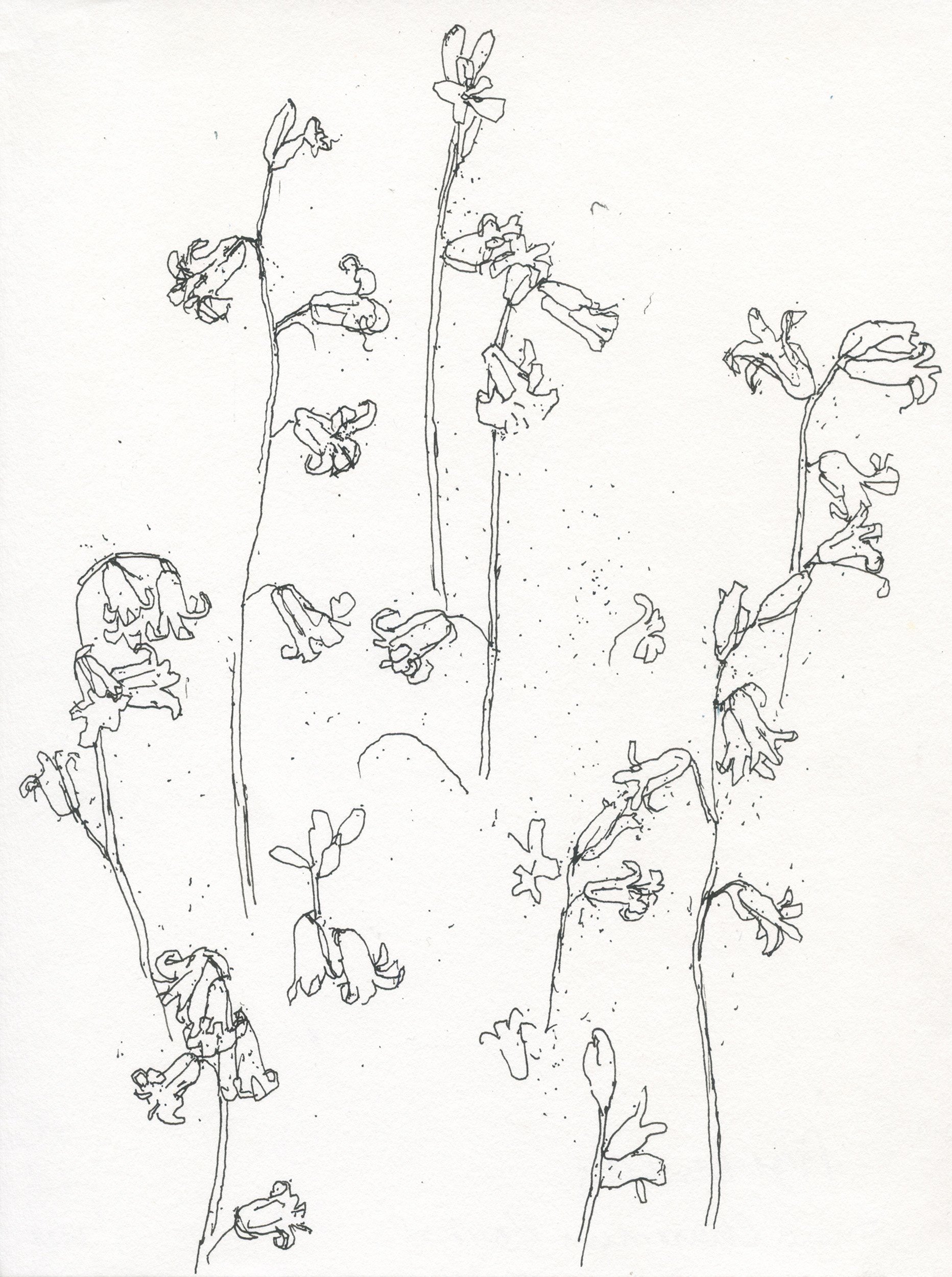 2First Spanish Bluebells web.jpg