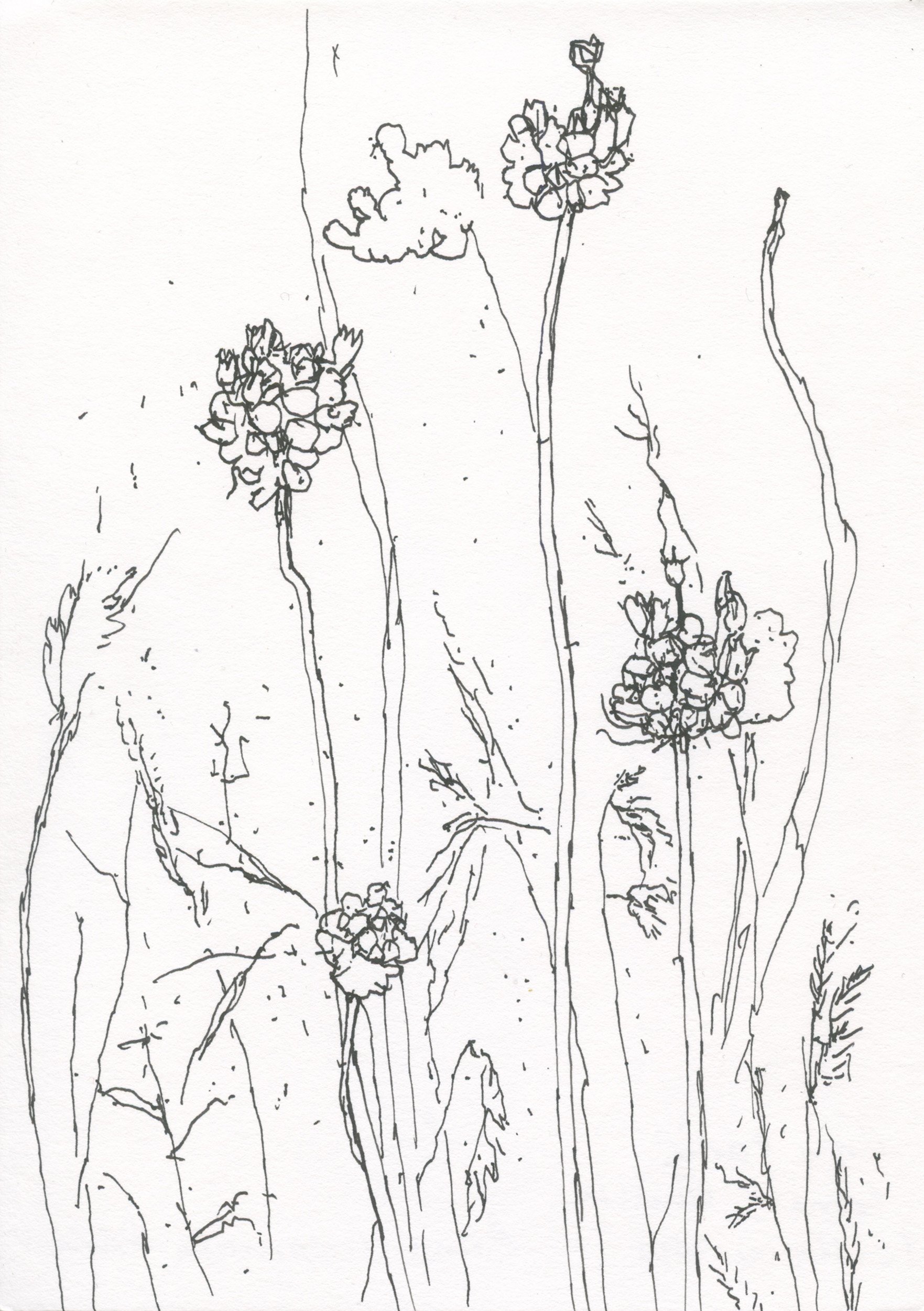 4Crow Garlic web.jpg