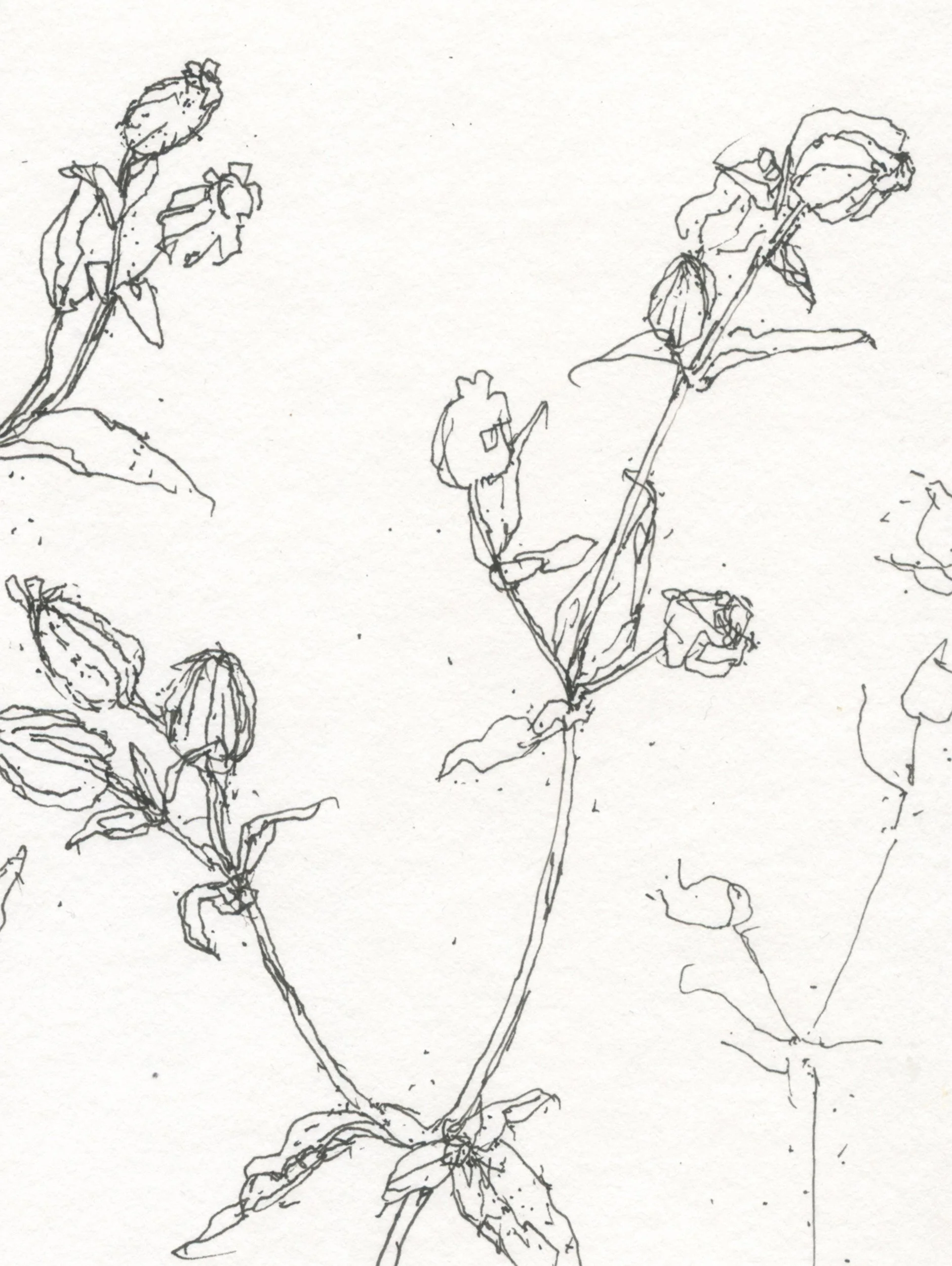 2Campion Seedheads_web D2.jpg