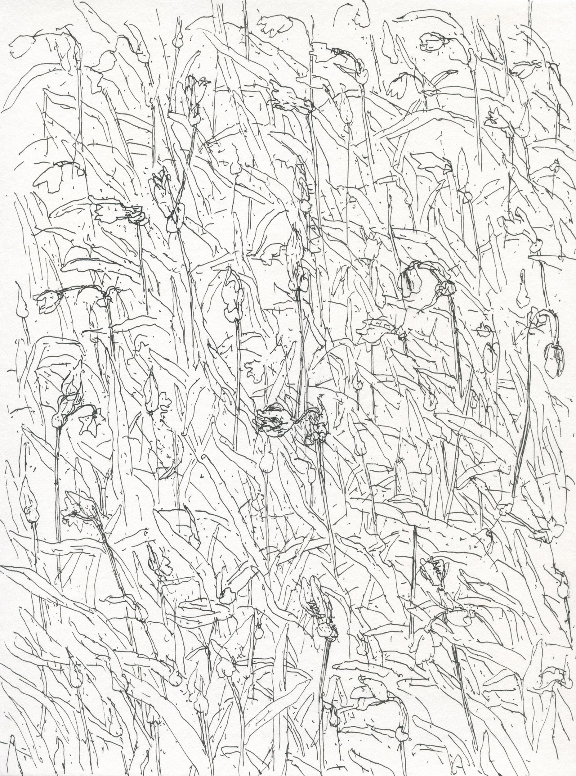 2Three cornered Leek web.jpg