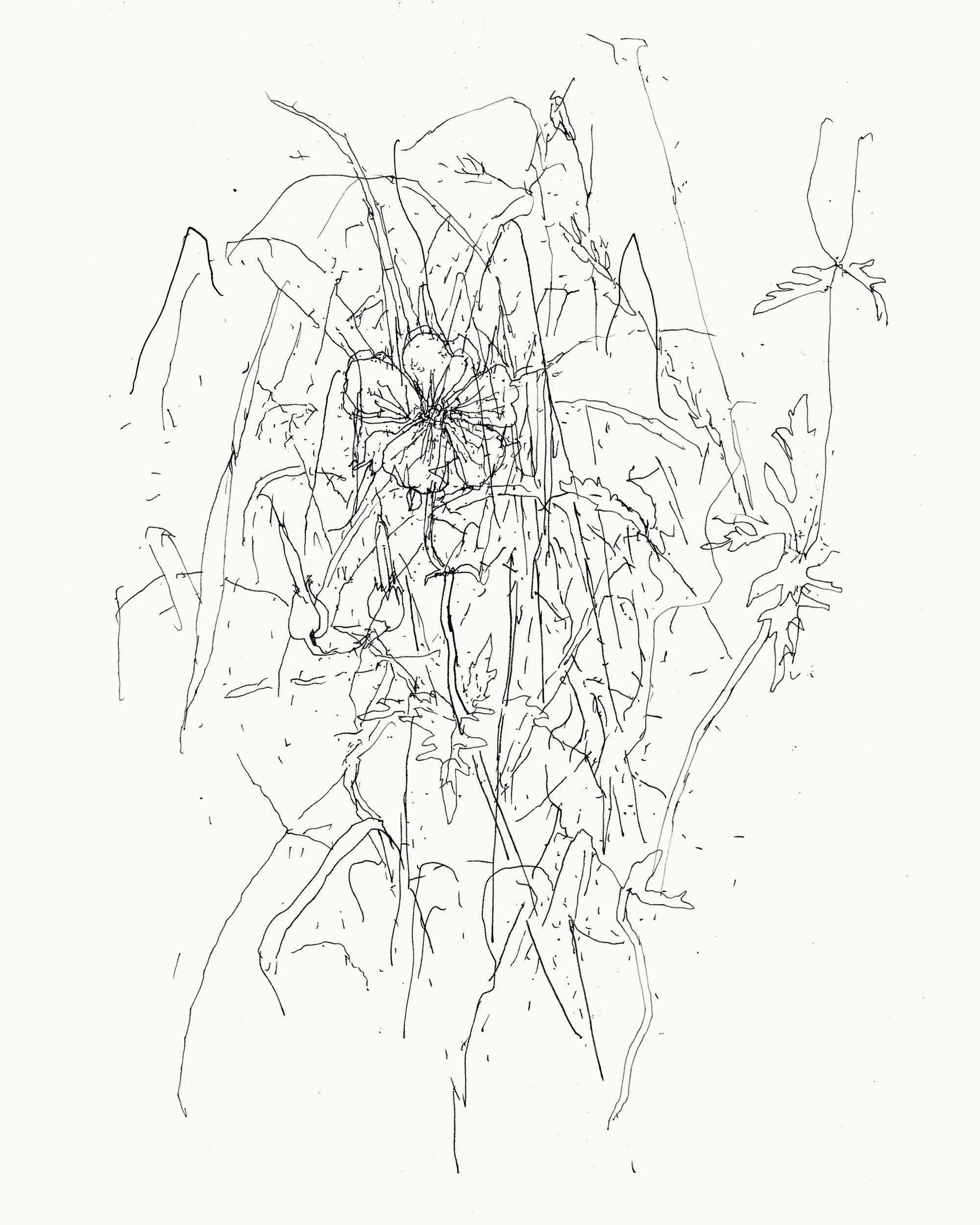 13 Cranesbill WEB.jpg