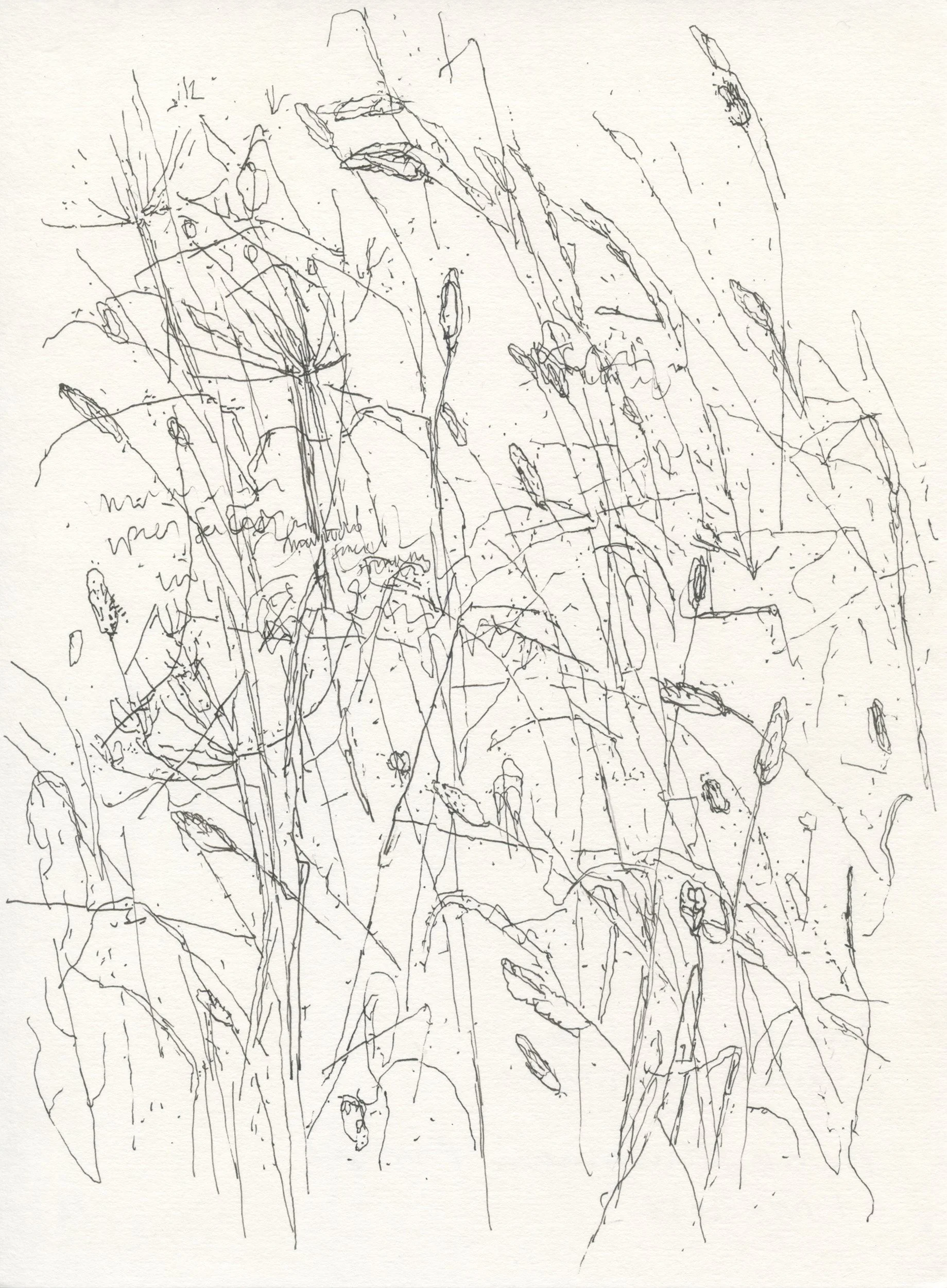 3Grasses & Seedheads web.jpg