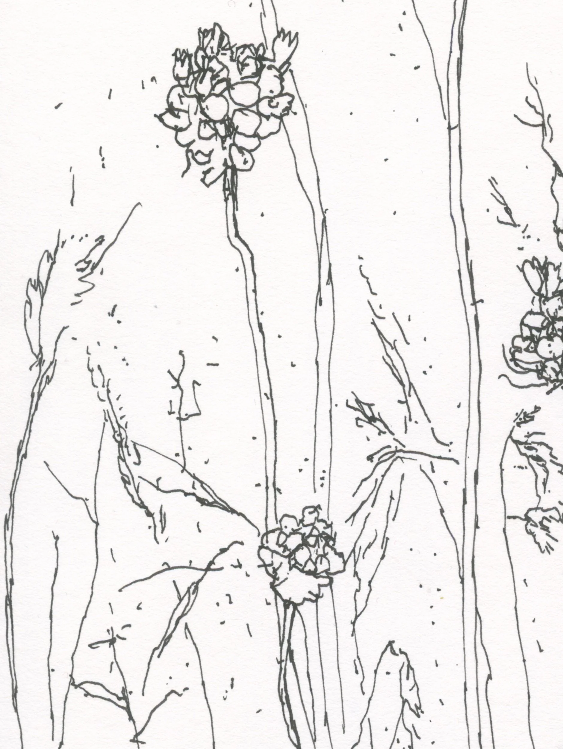 4Crow Garlic web D.jpg