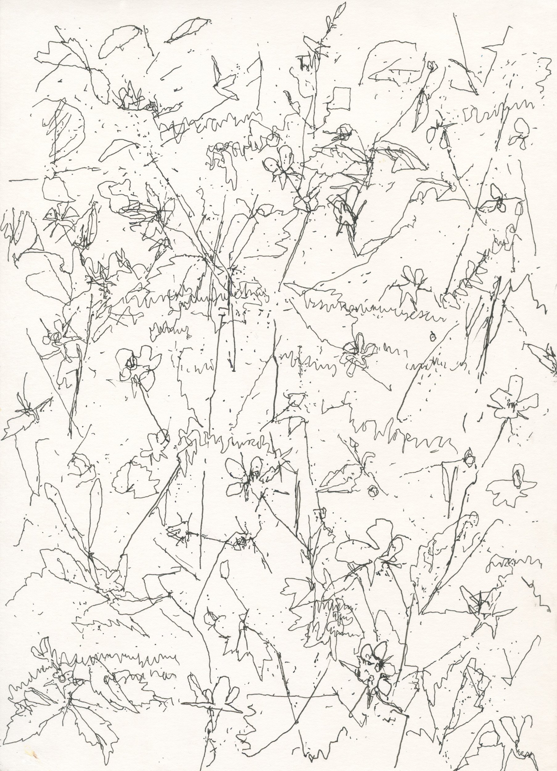 1Herb Bennet edge of wood web.jpg