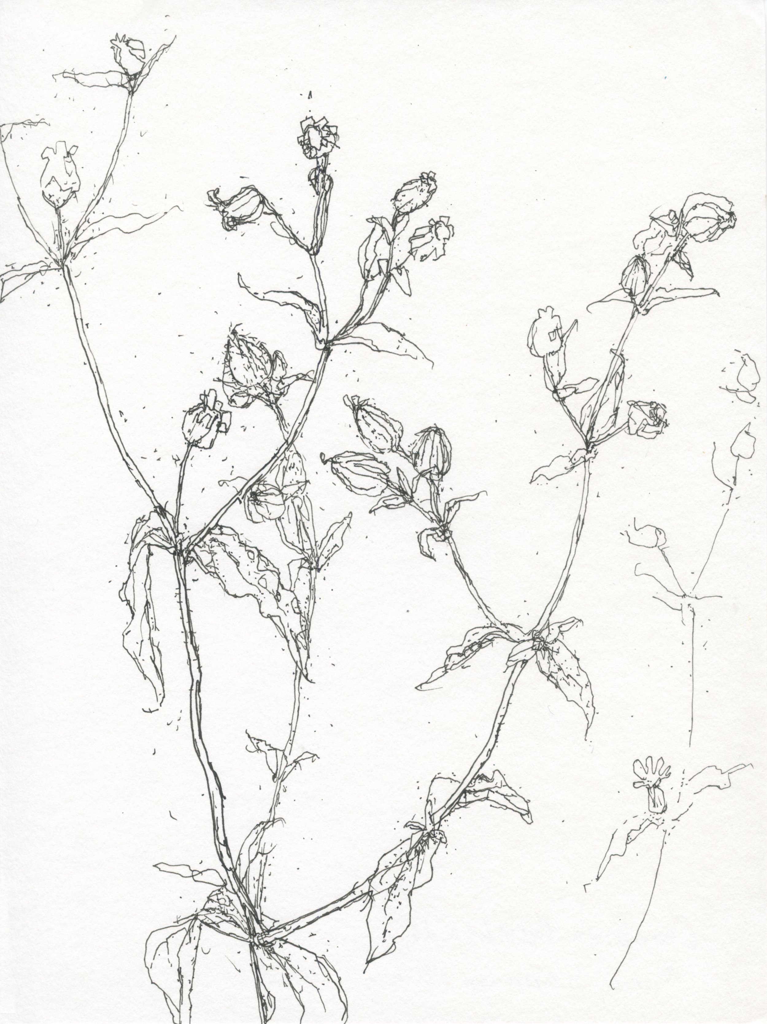 2Campion Seedheads_web.jpg