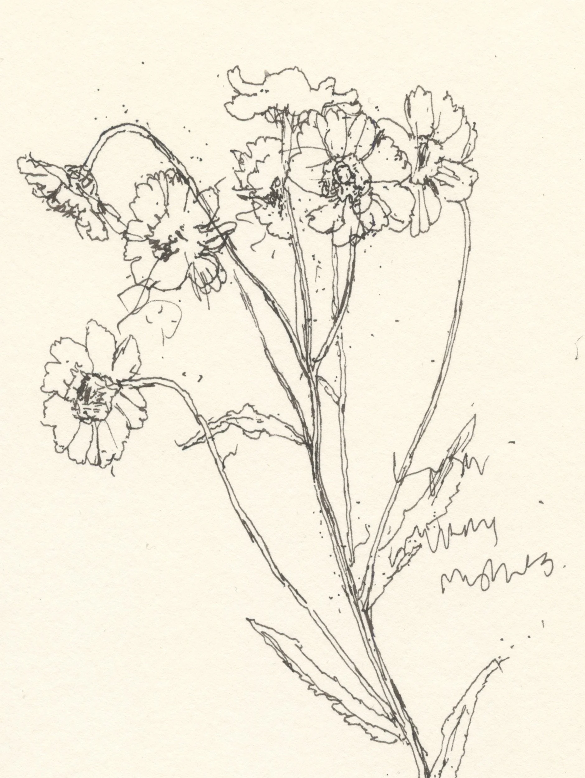 1Sneezewort web D.jpg