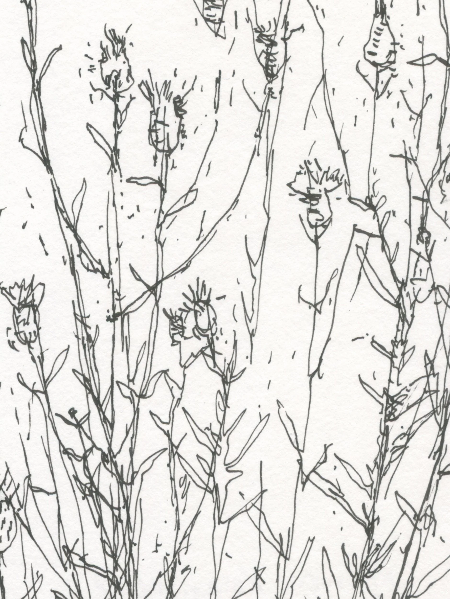 2Knapweed web D.jpg