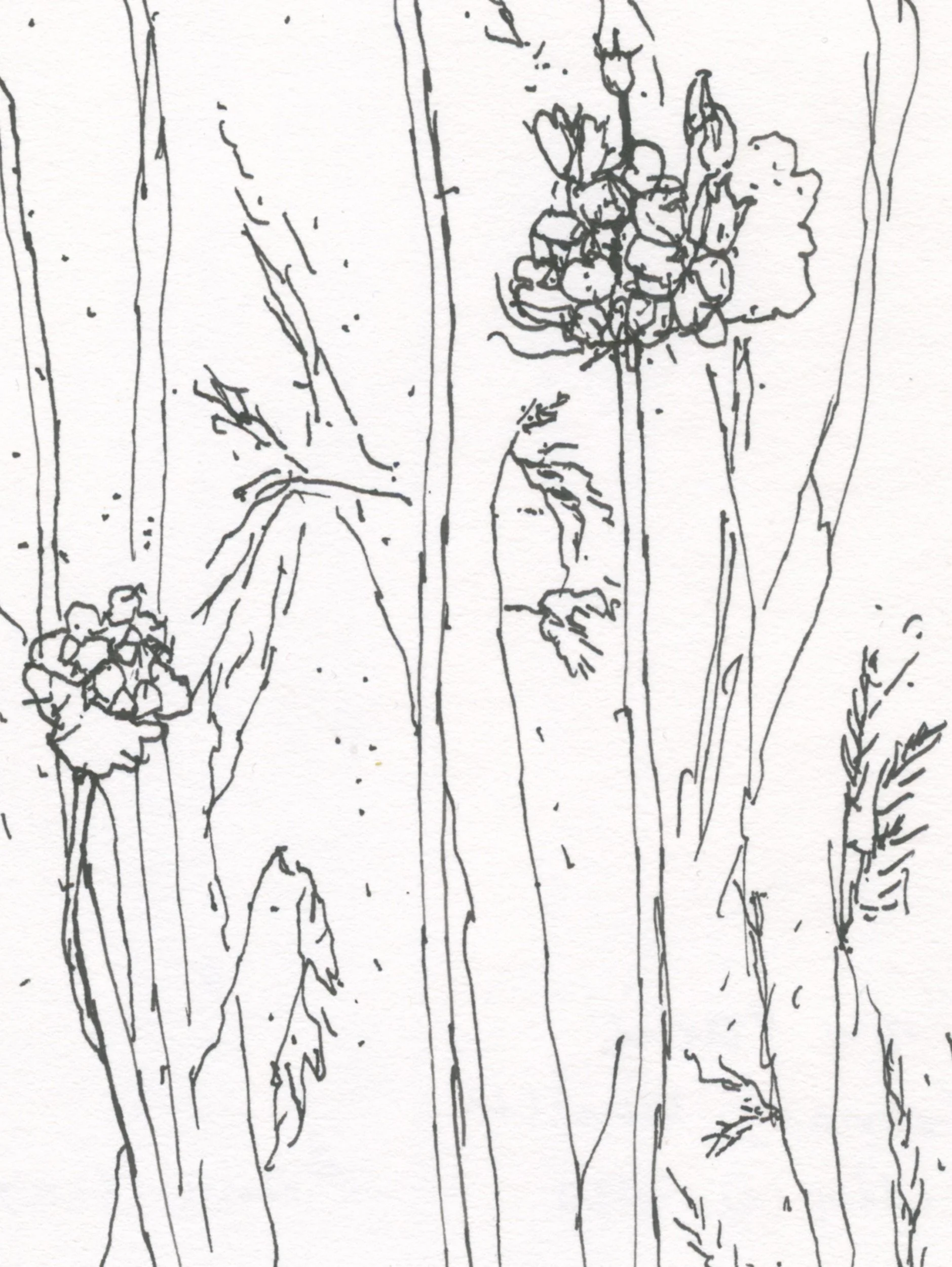 4Crow Garlic web D2.jpg