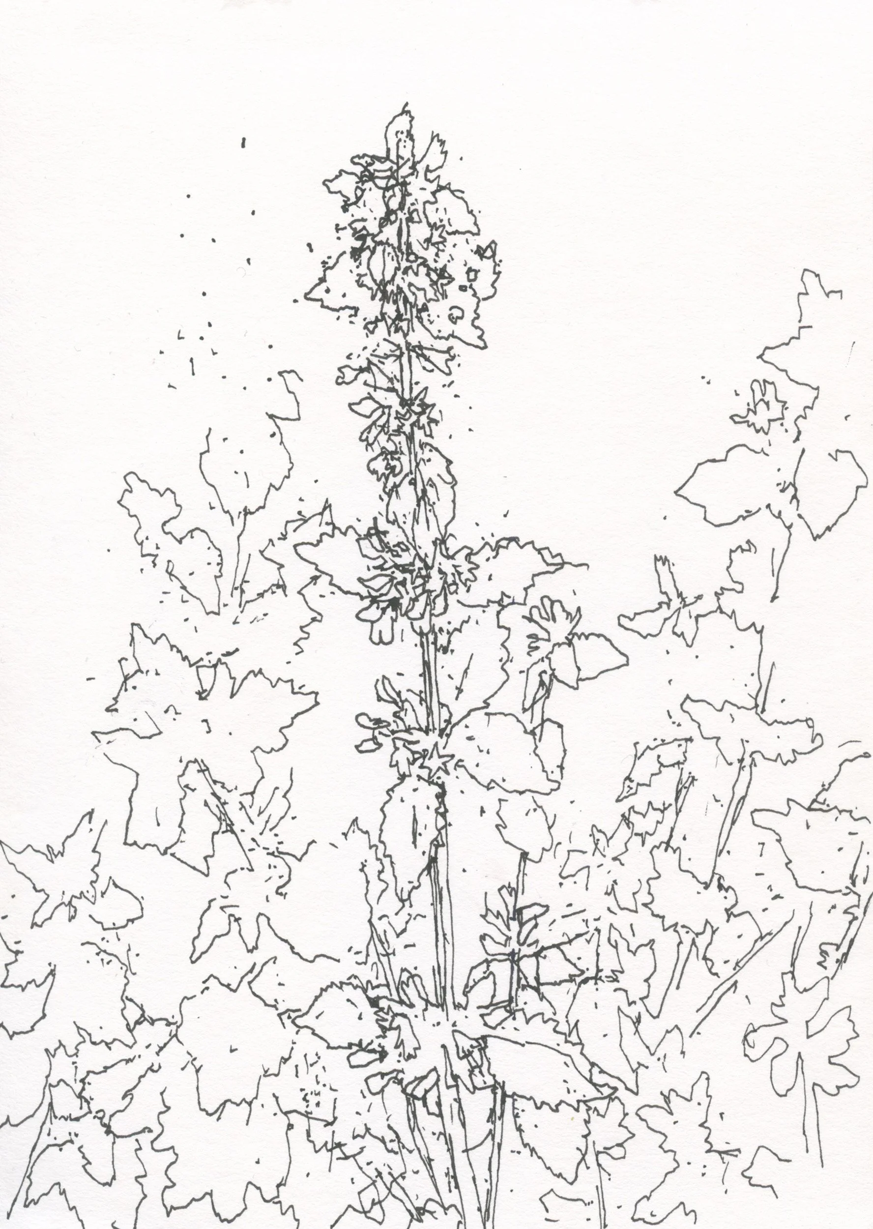 4Horehound web.jpg