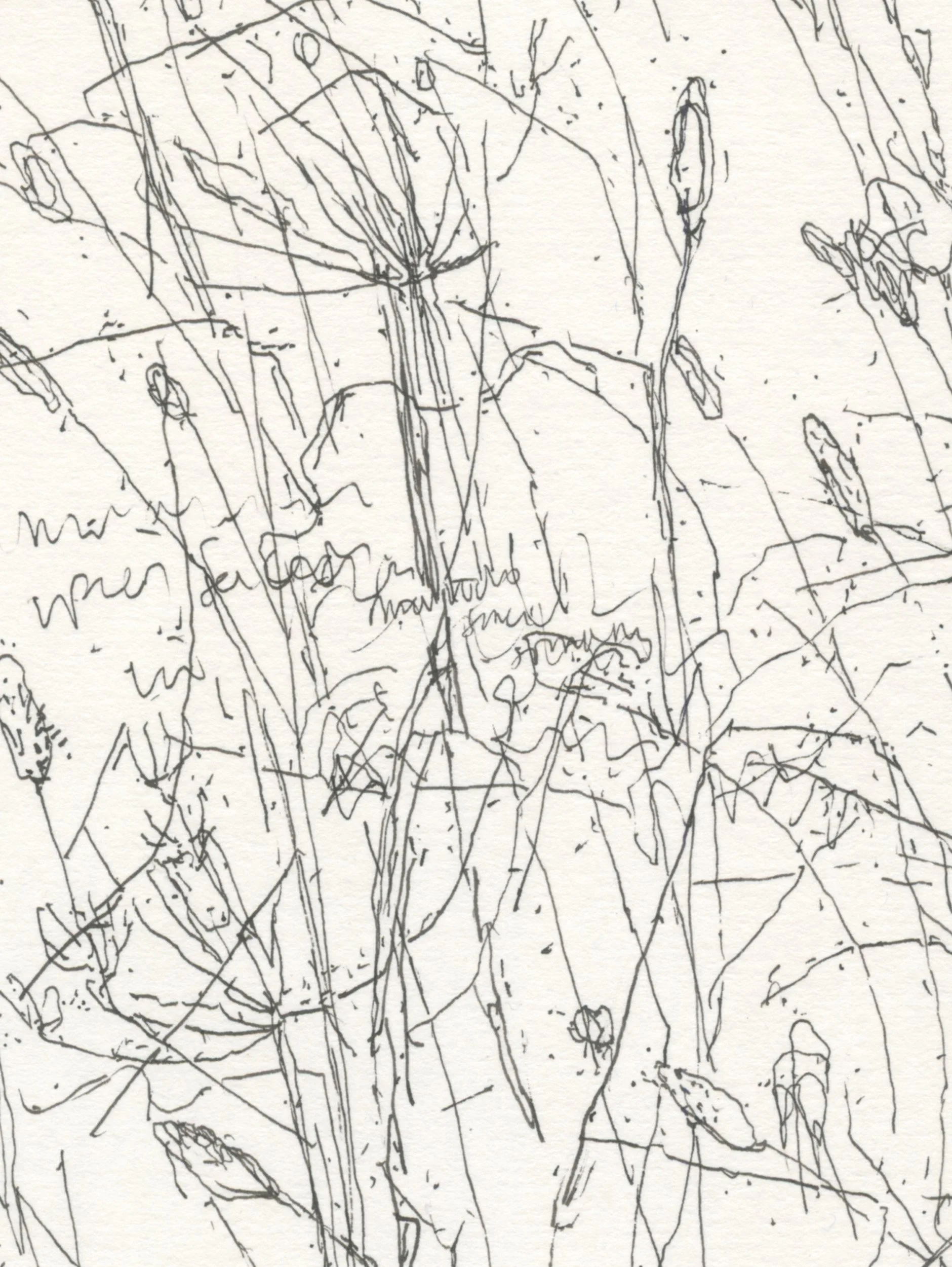 3Grasses & Seedheads web D.jpg