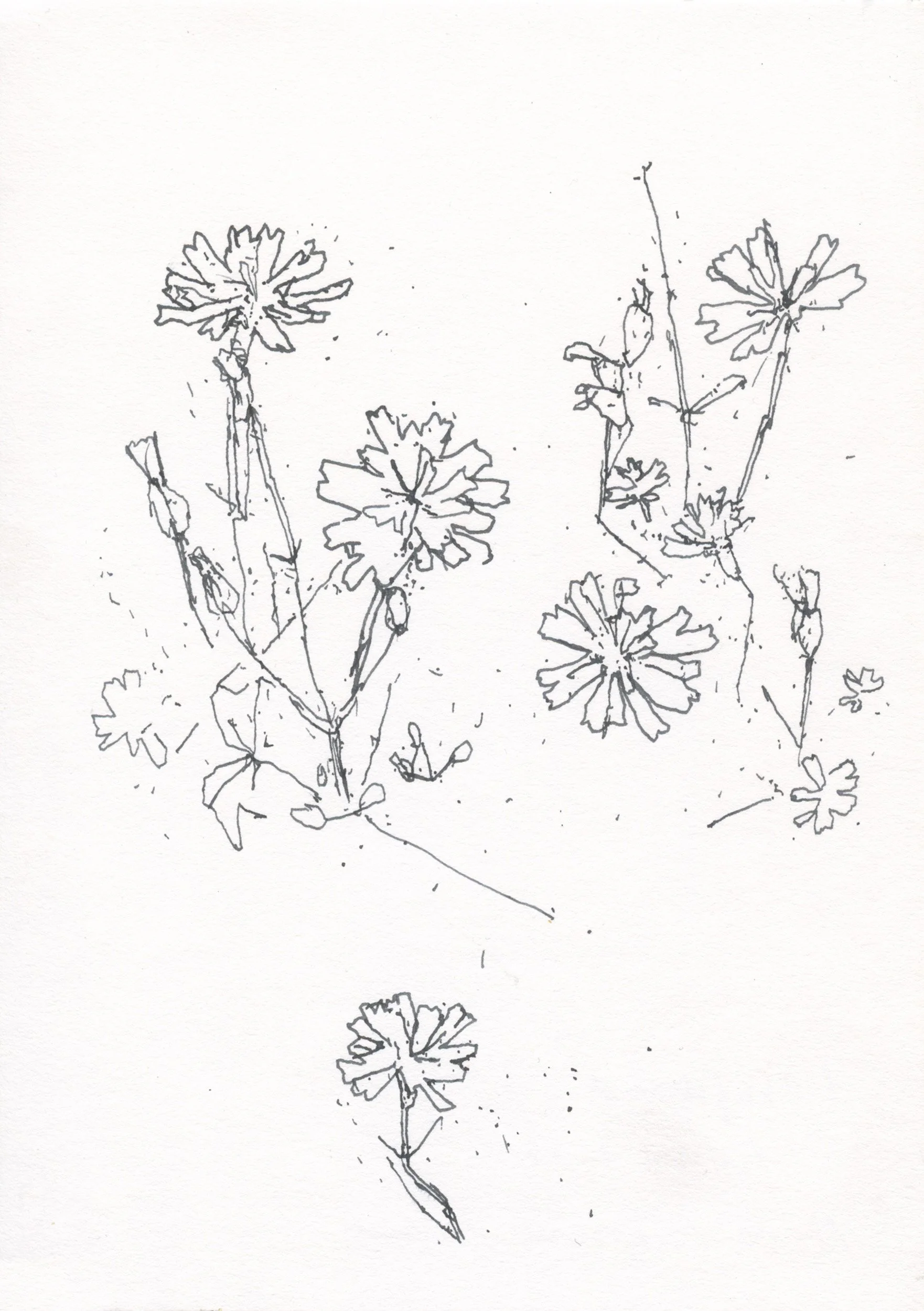 4Nipplewort web.jpg