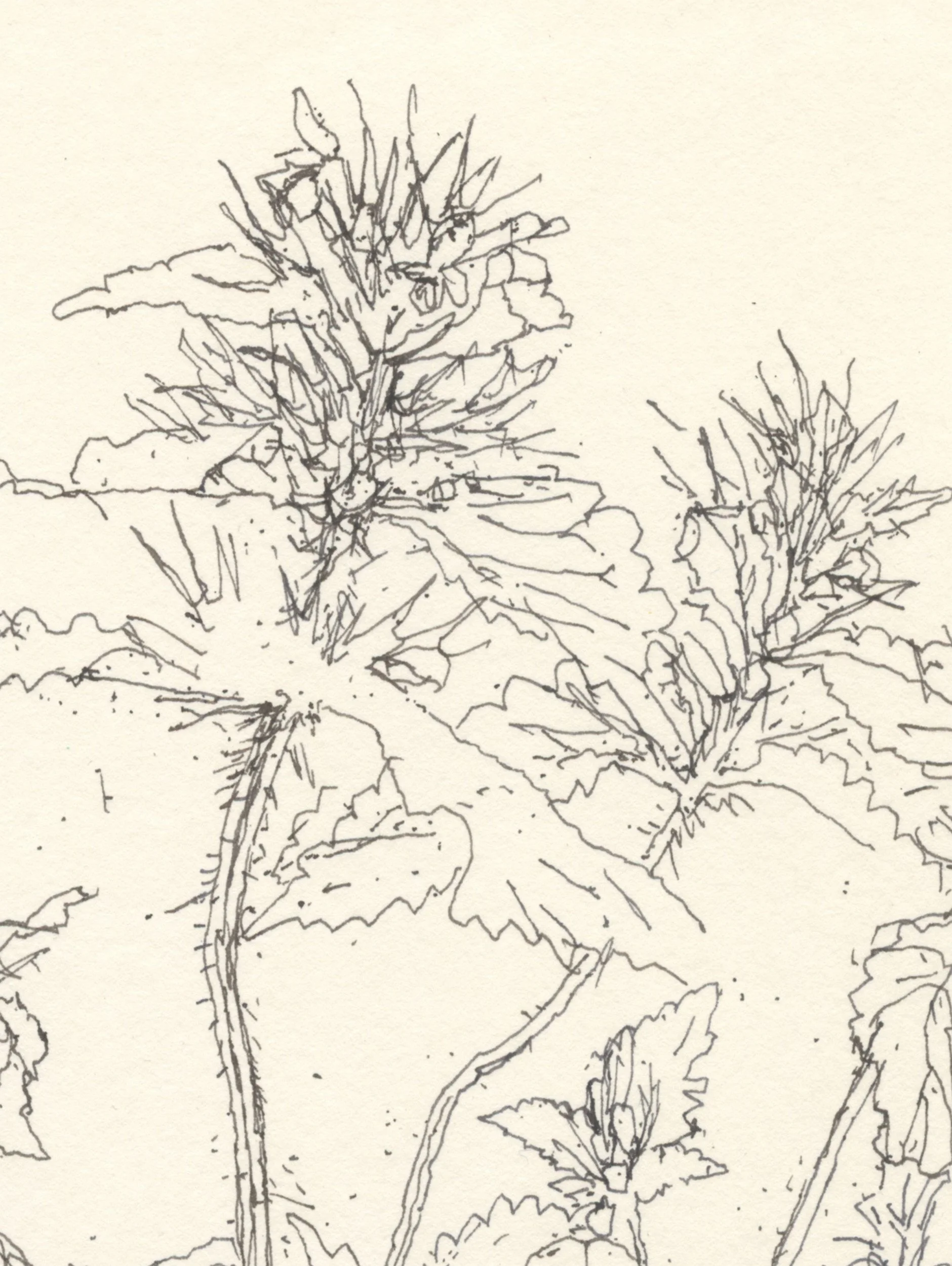 1Hemp Nettle web D.jpg