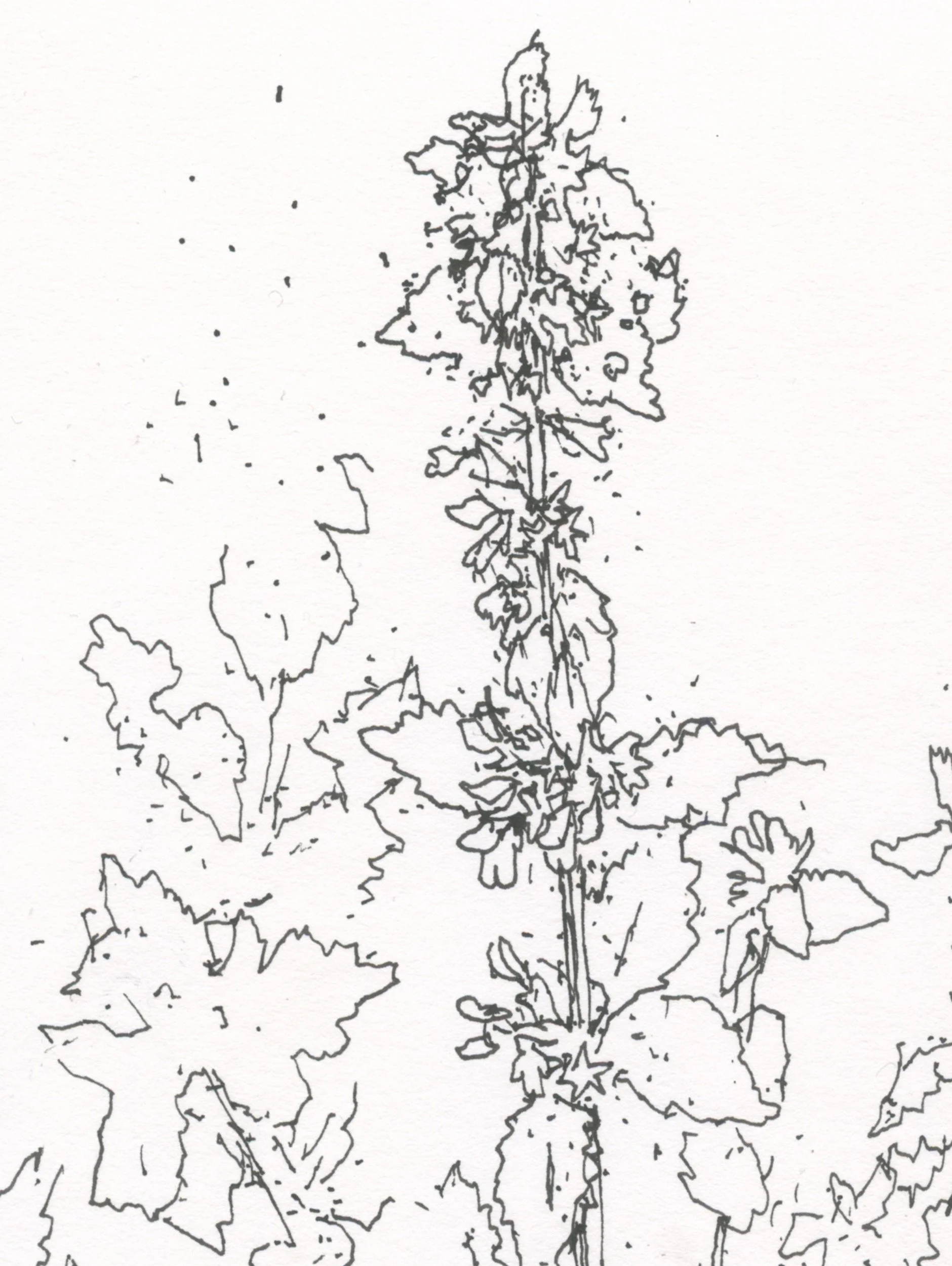 4Horehound web D.jpg