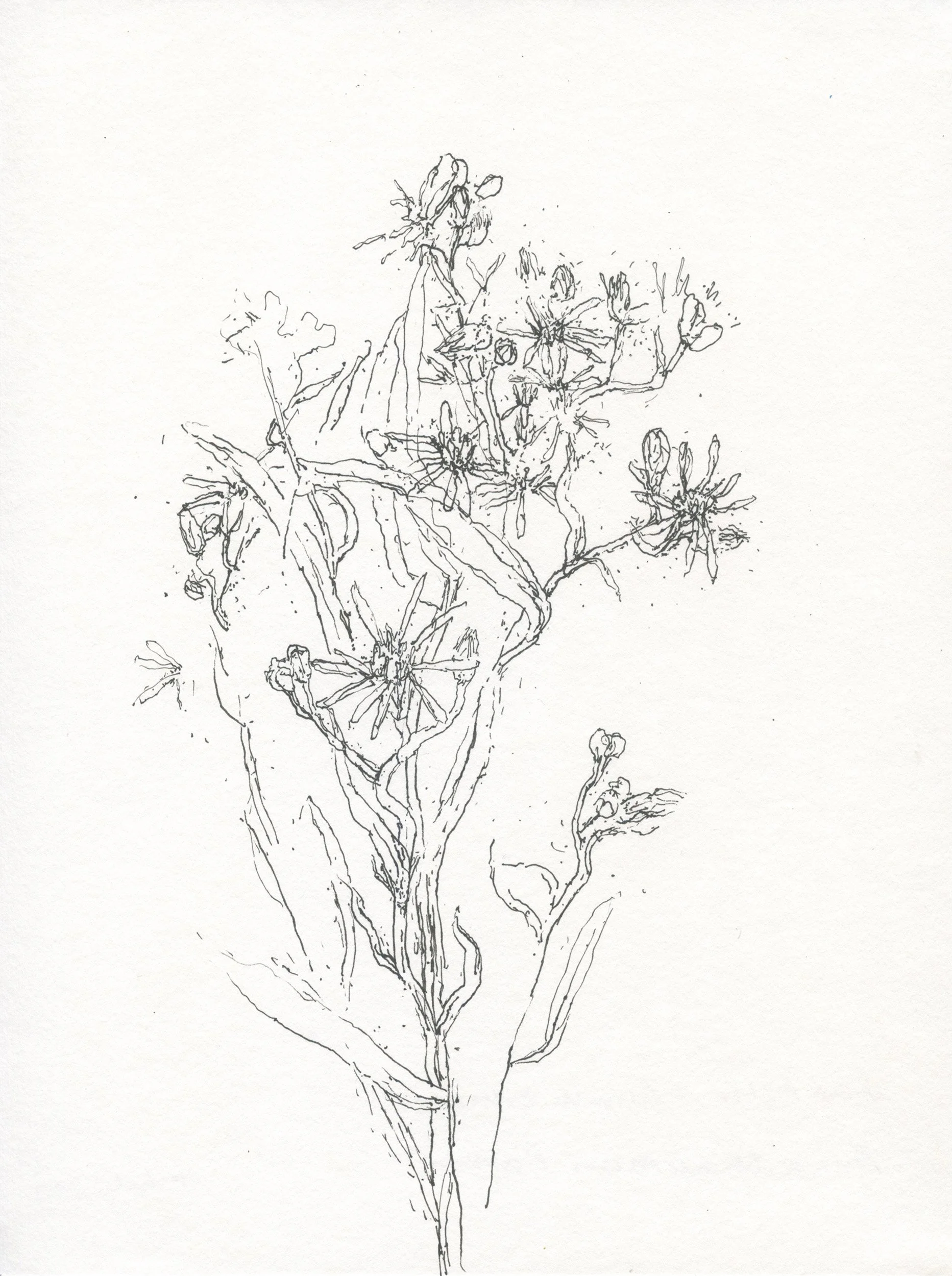 2Sea Aster web.jpg