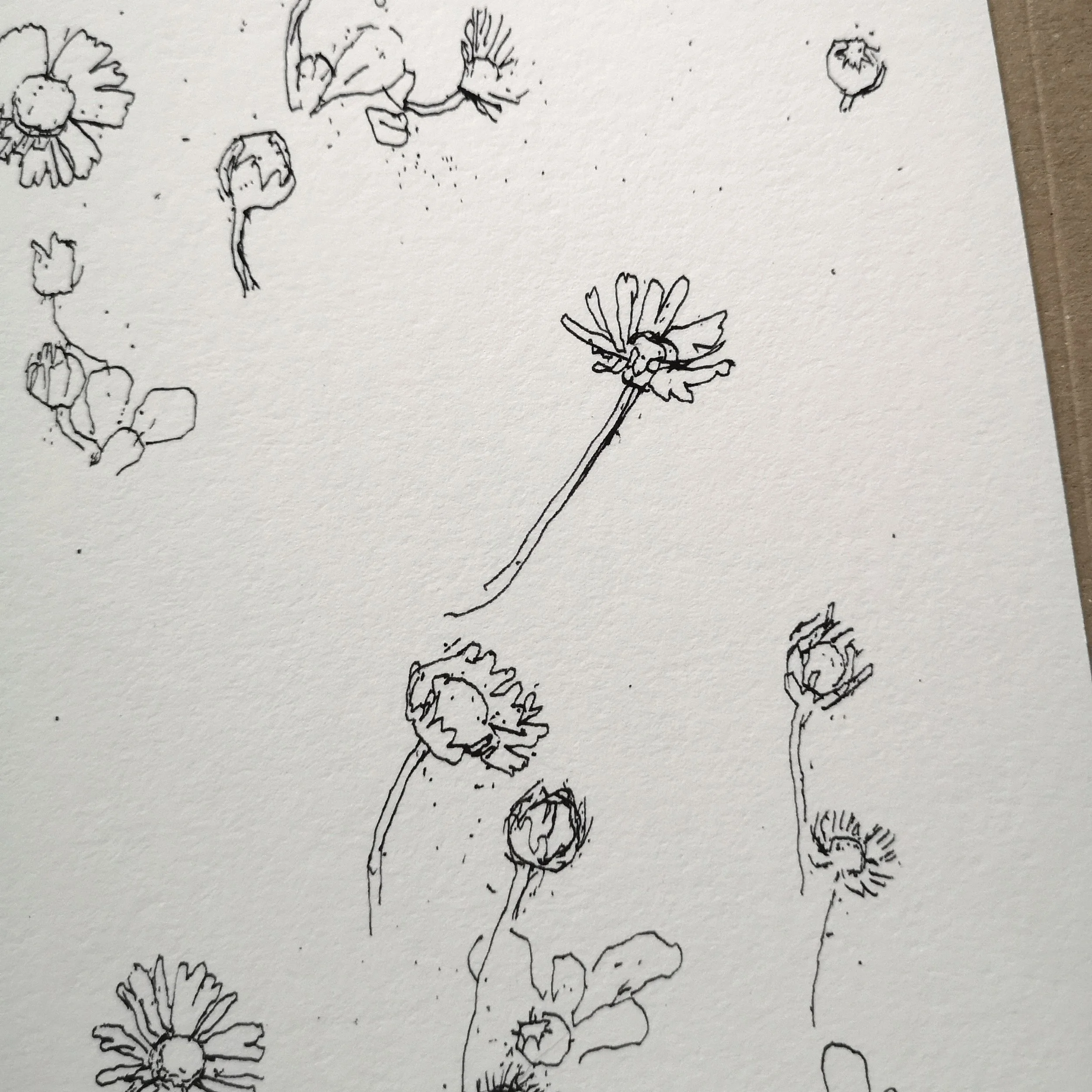 daisy detail web.jpg