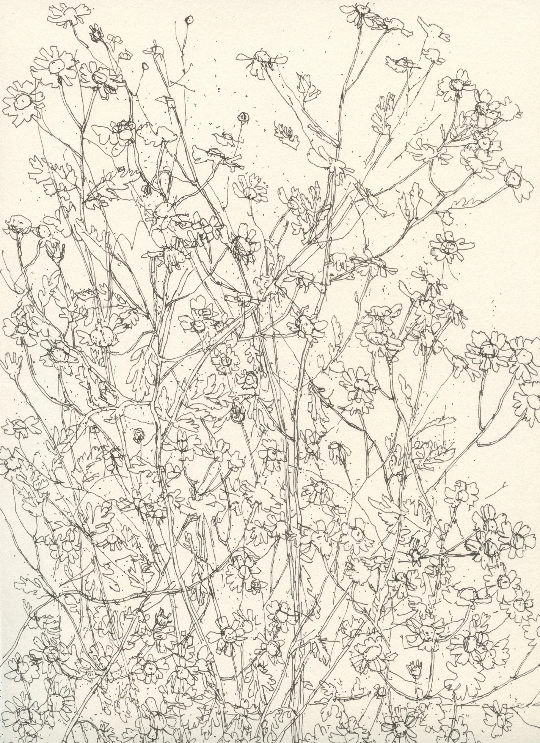 1Feverfew Dense web.jpg