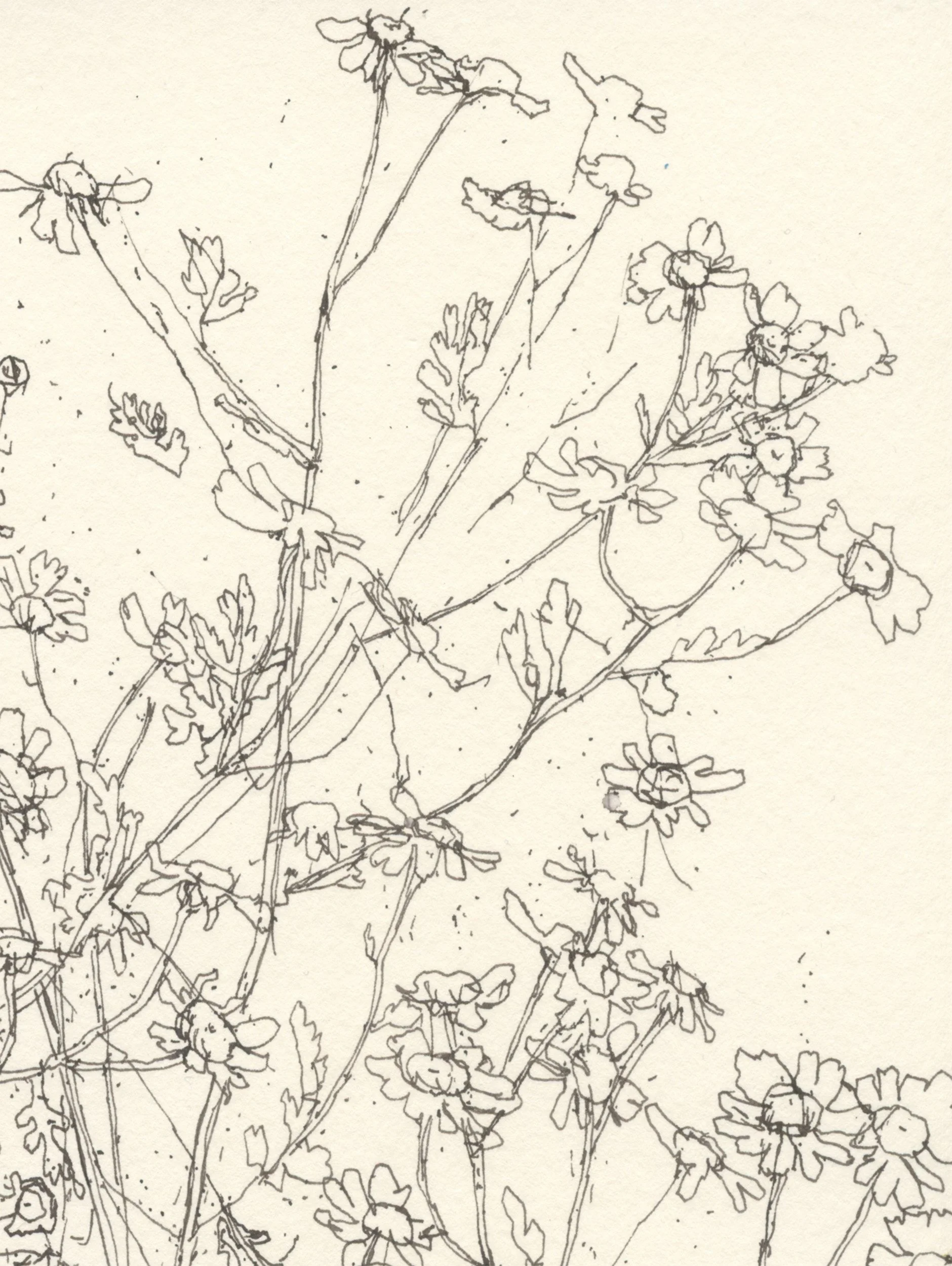 1Feverfew Dense web D.jpg