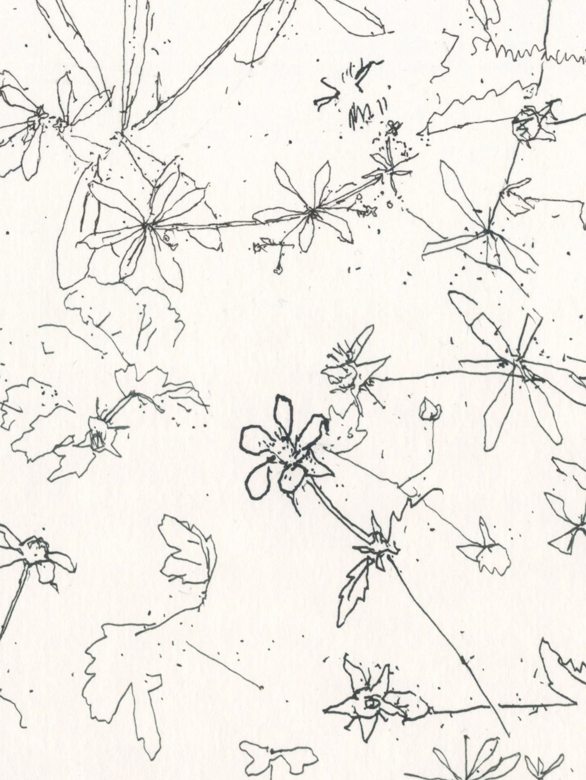 Wood Avens web D.jpg