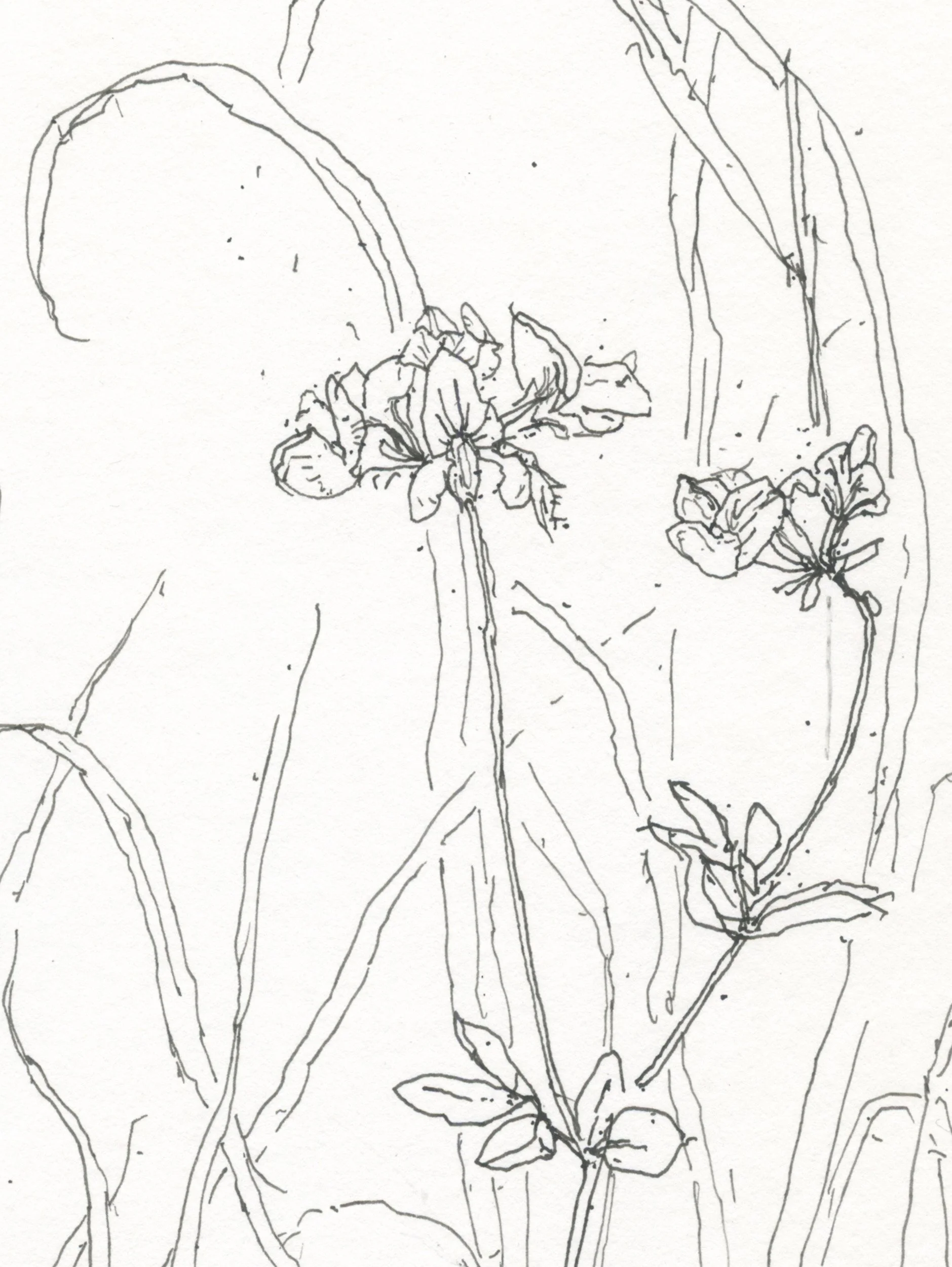 2Meadow Vetchling web D.jpg