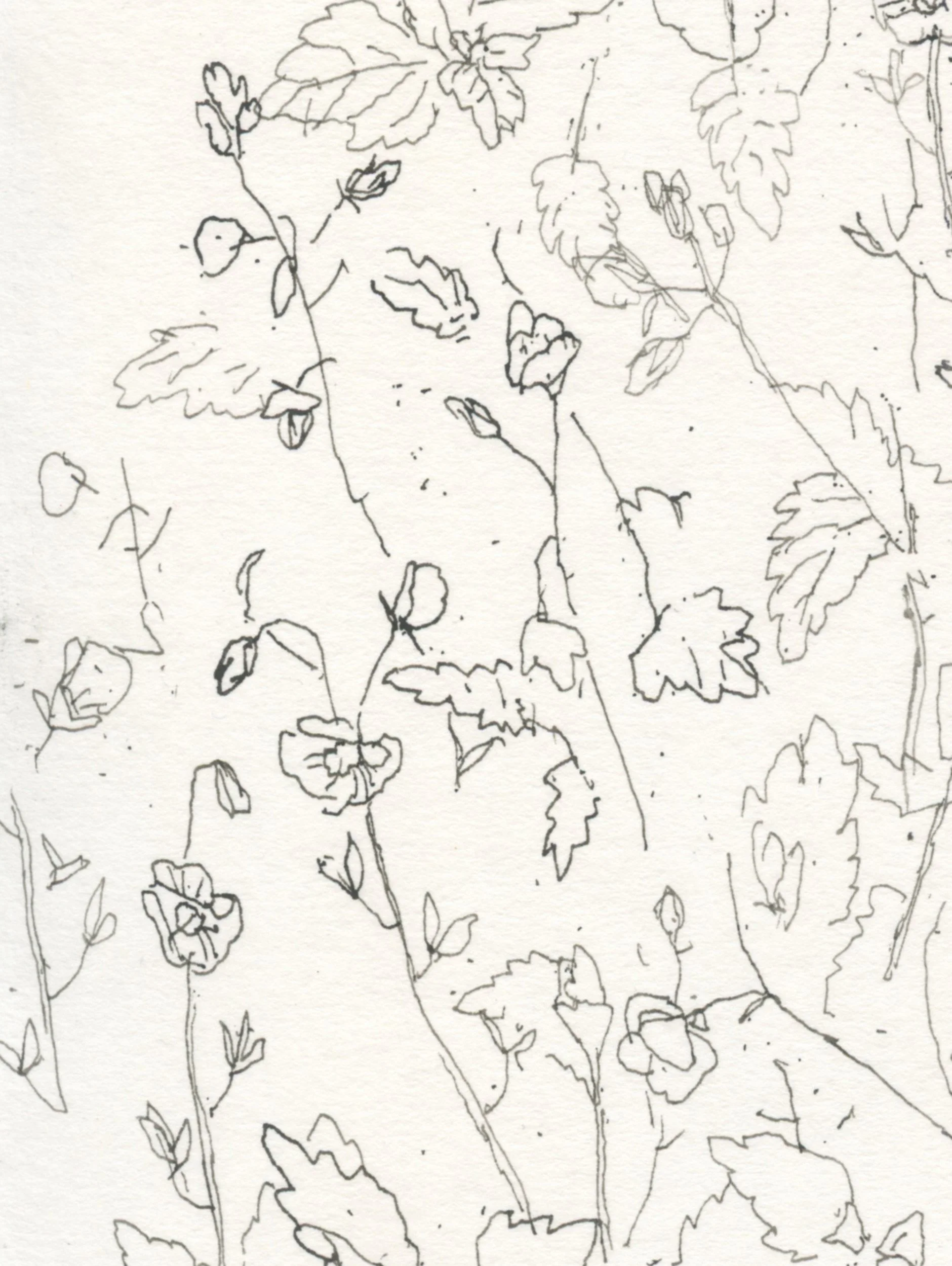 3Speedwell web D.jpg