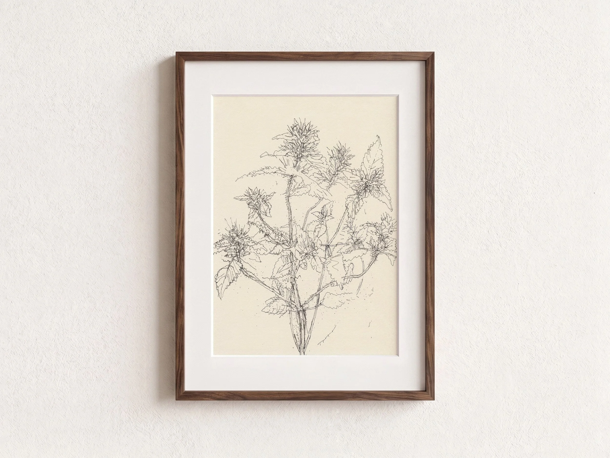 1Hemp Nettle web F.jpg