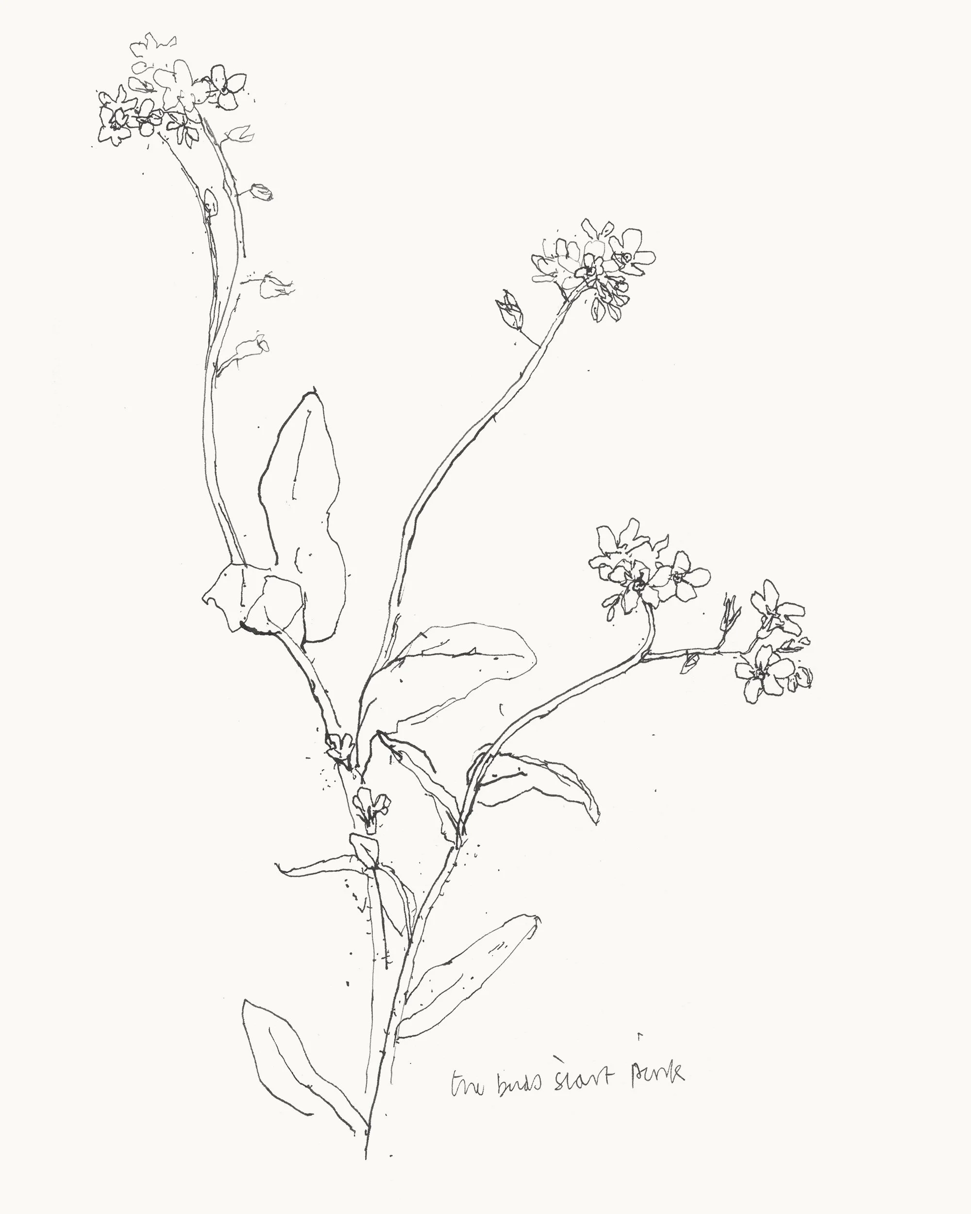 10 ForgetMeNot WEB.jpg