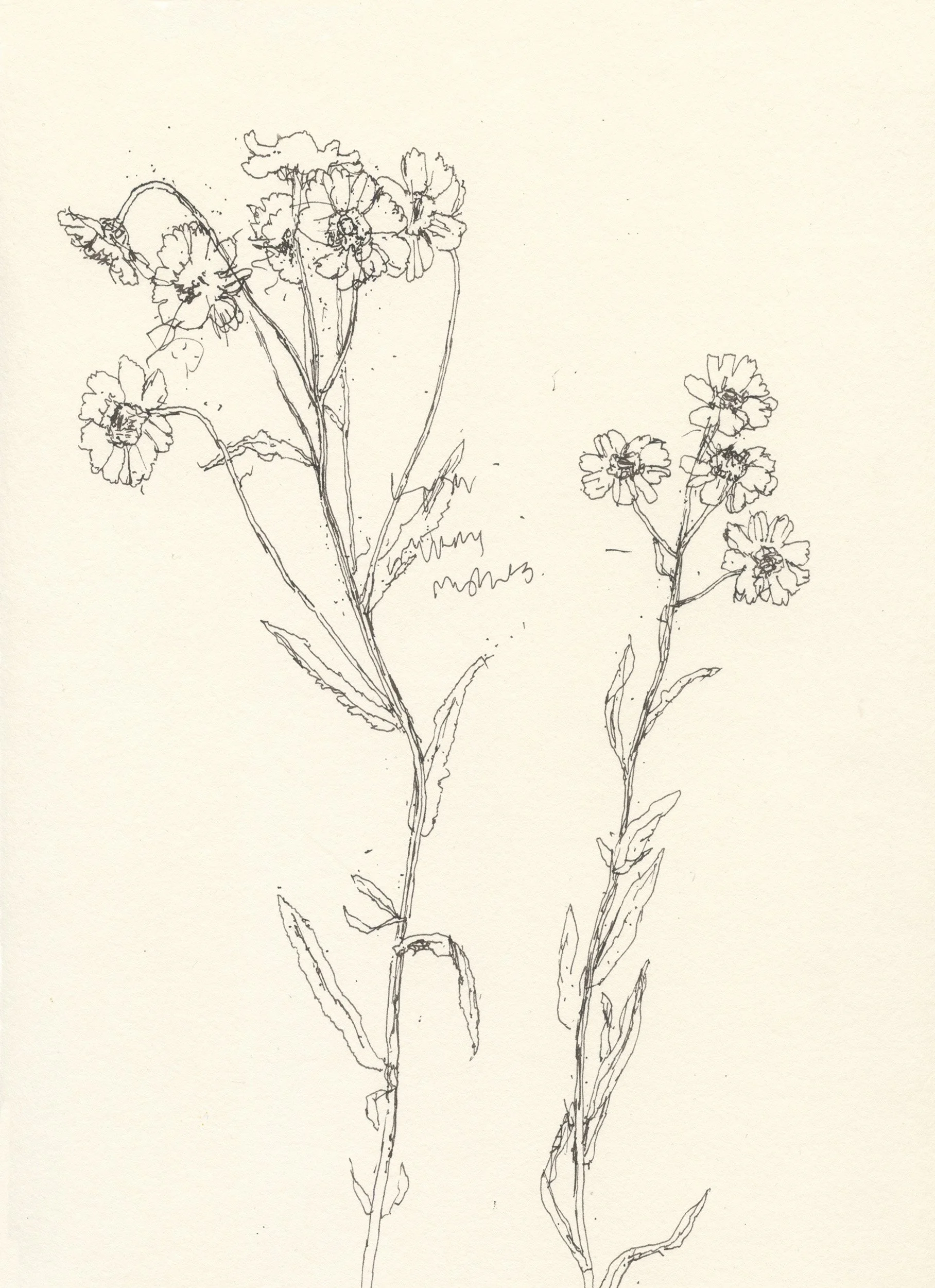 1Sneezewort web.jpg