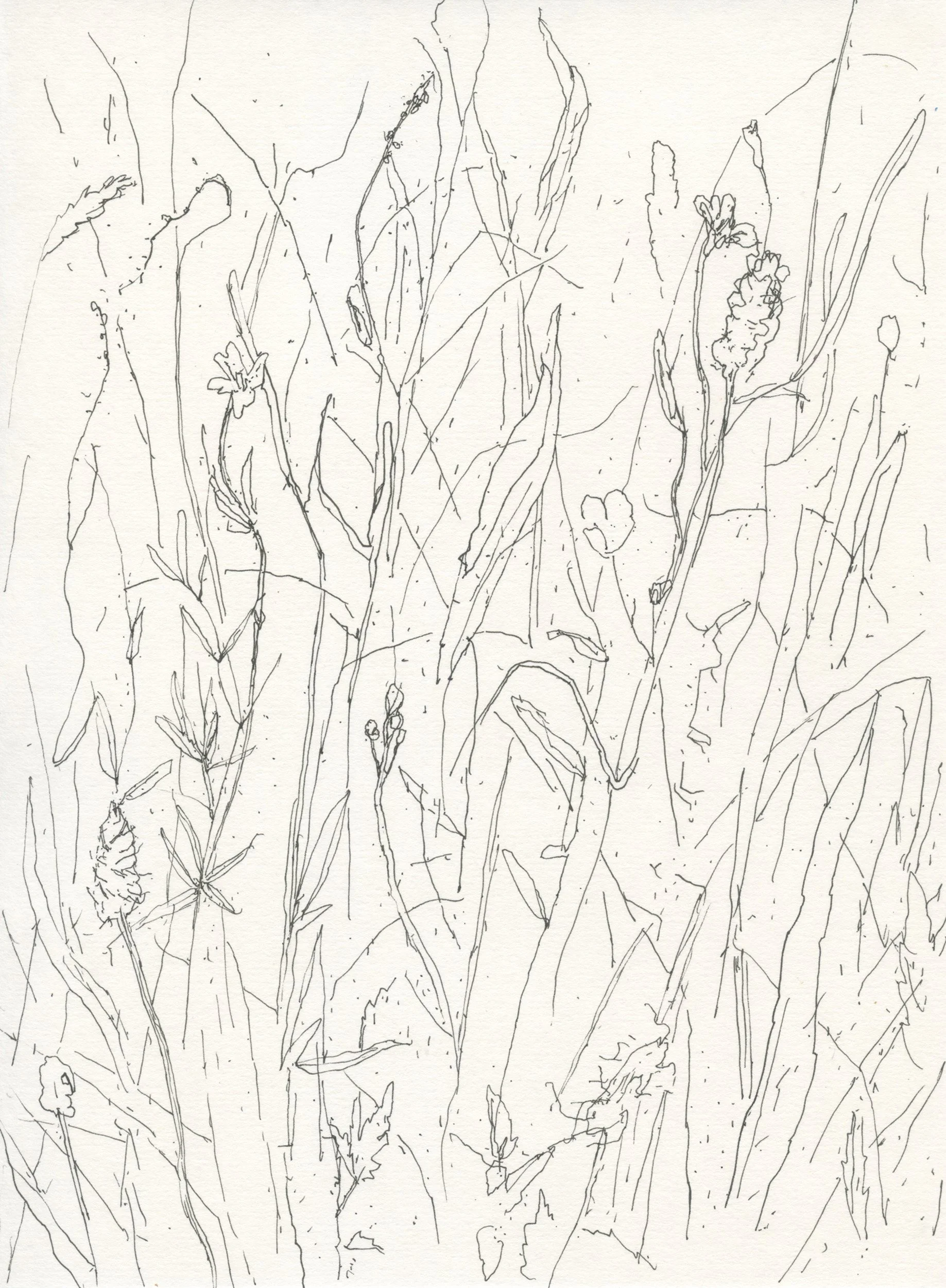 3Open Meadow Grass web.jpg