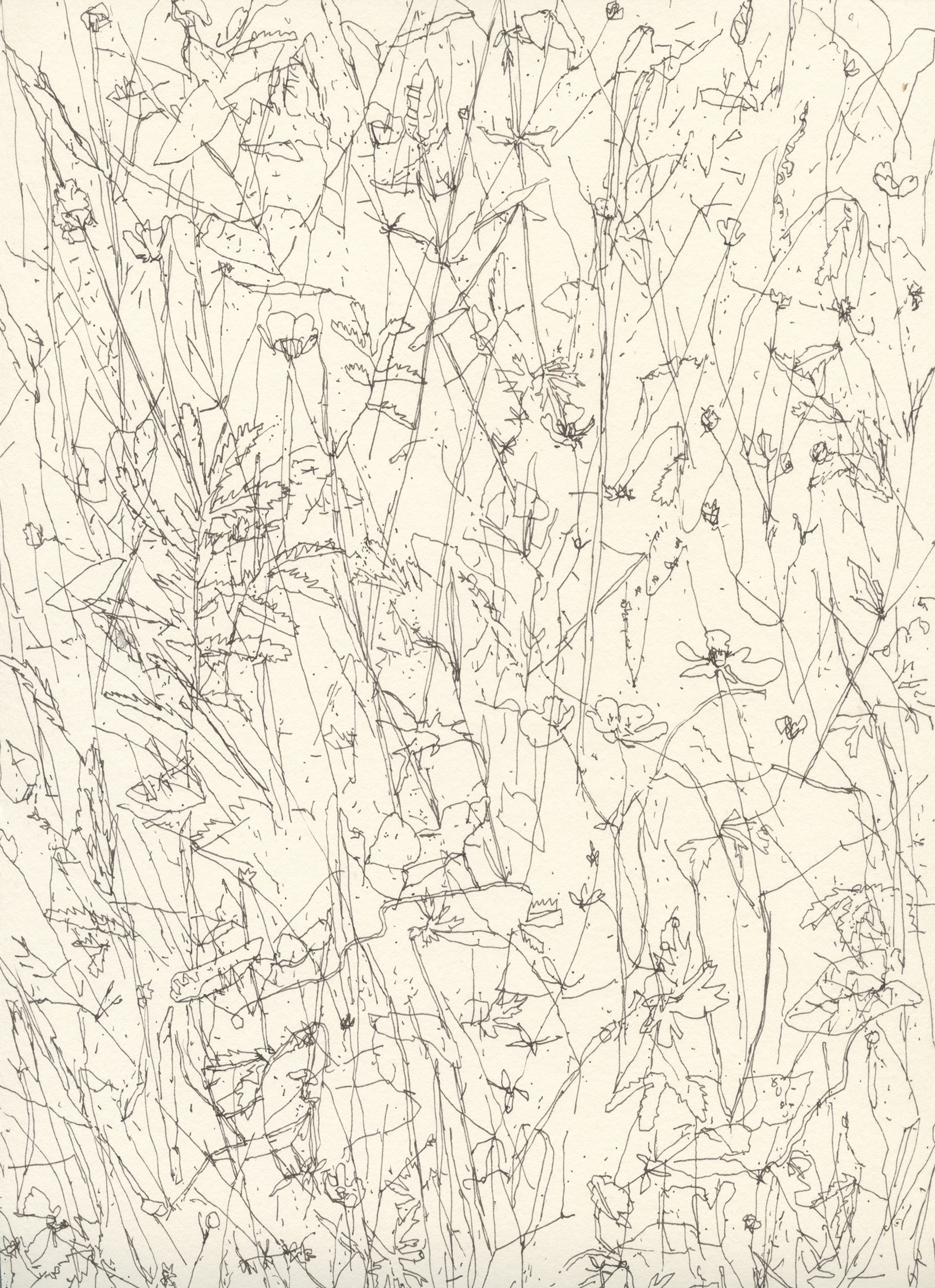 1Silverweed & Buttercups web.jpg