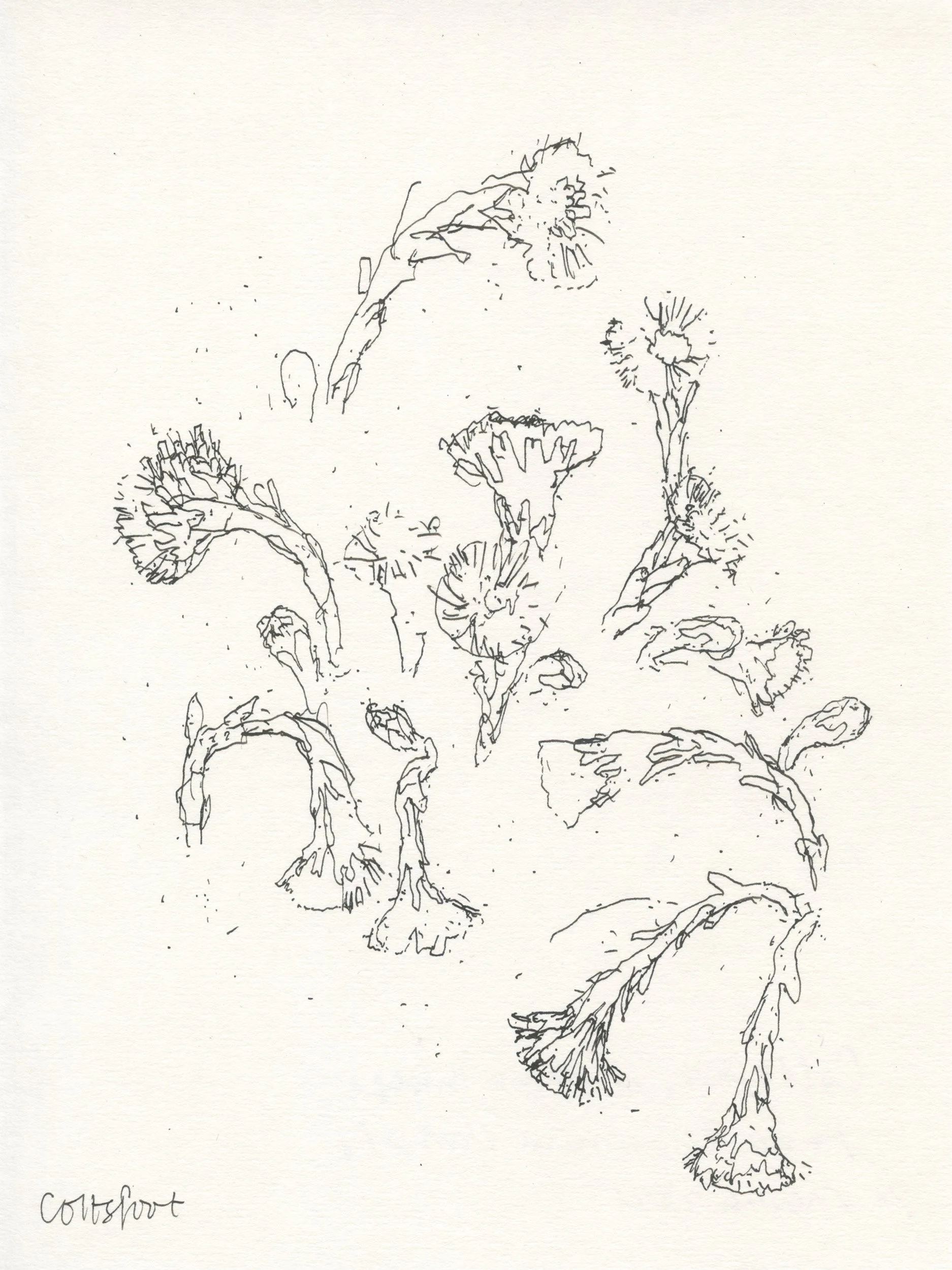 3Coltsfoot_web.jpg