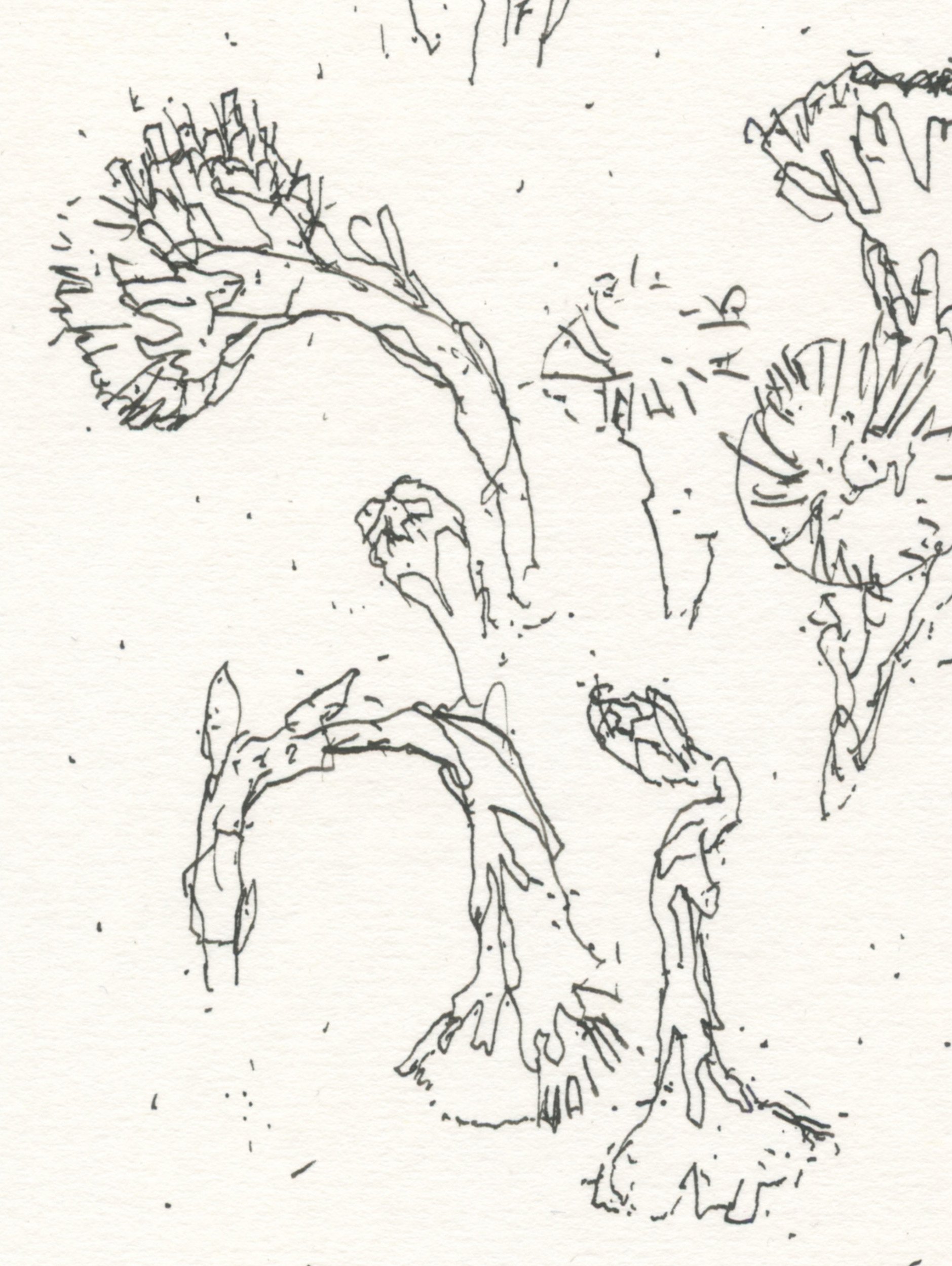 3Coltsfoot_web D.jpg